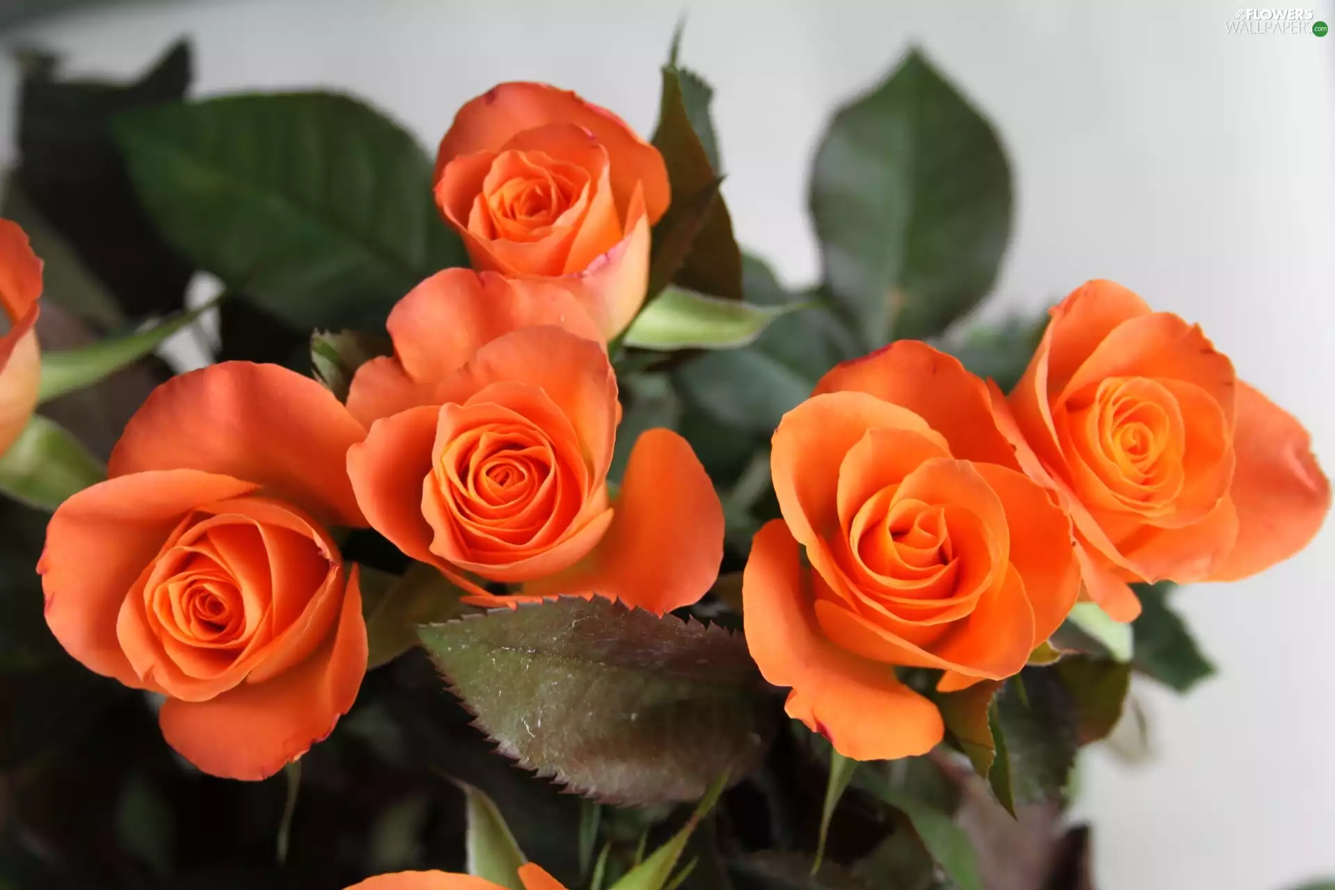 Orange, roses