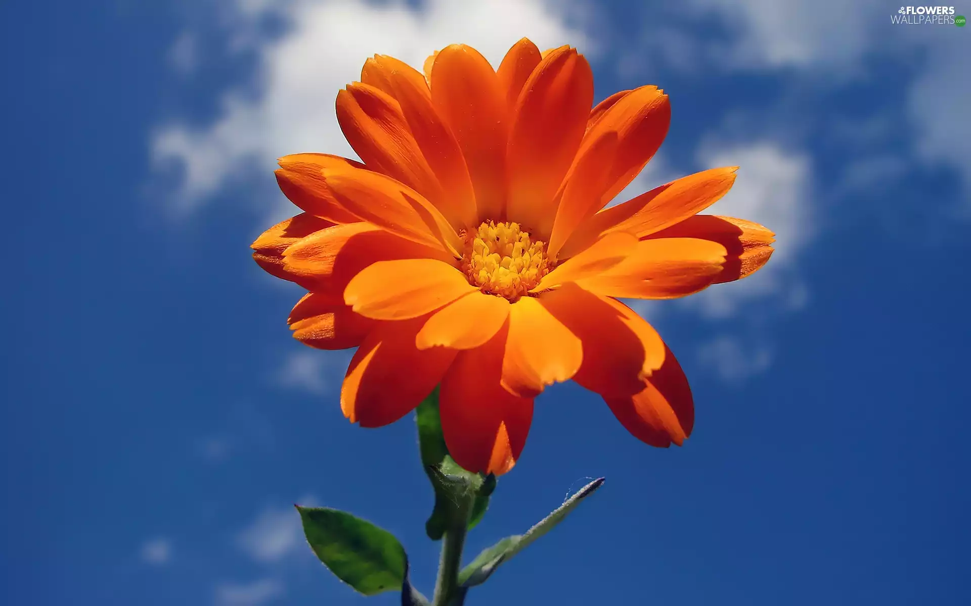 Sky, Flower, Marigold, Orange