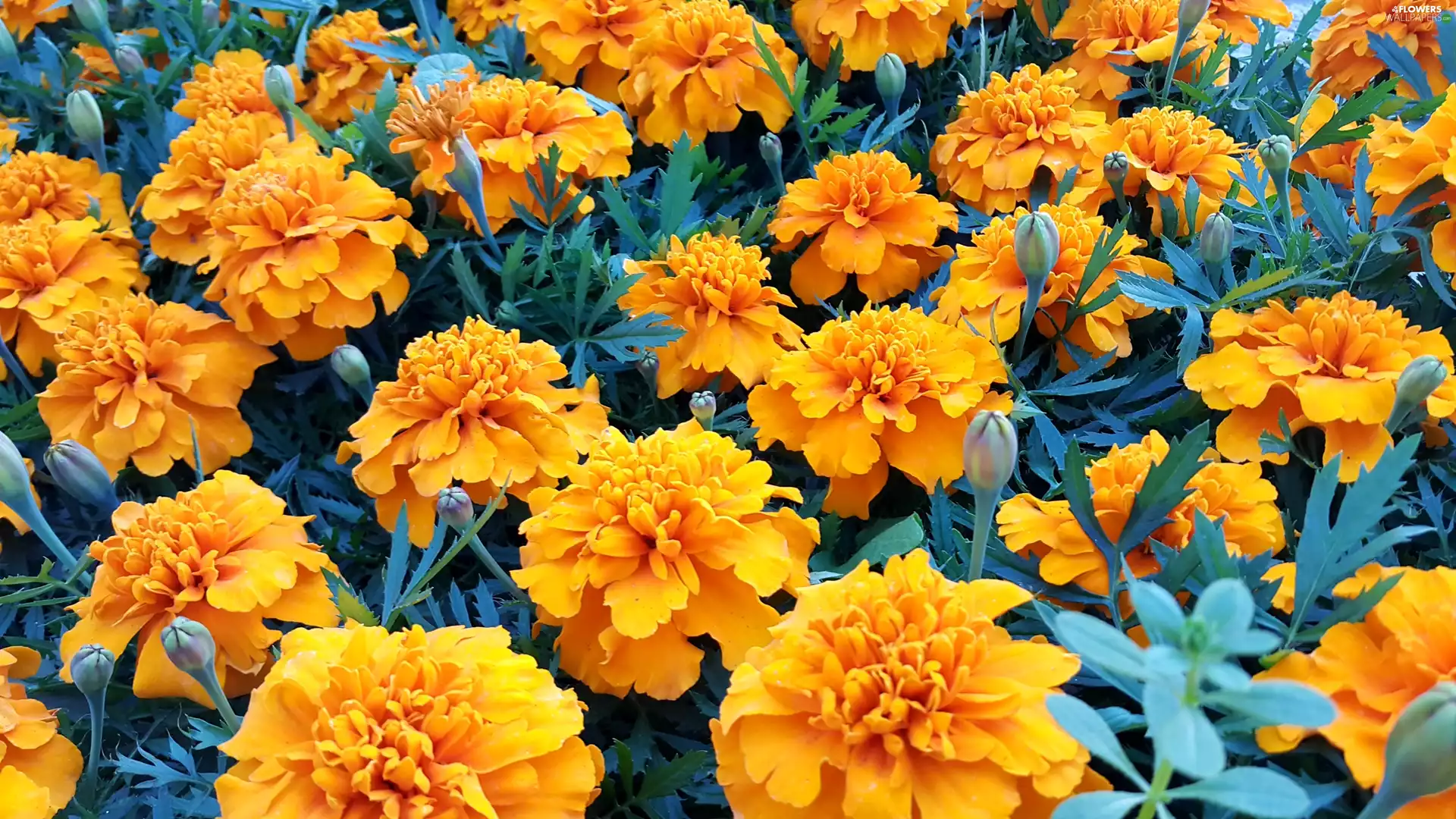 Orange, Tagetes