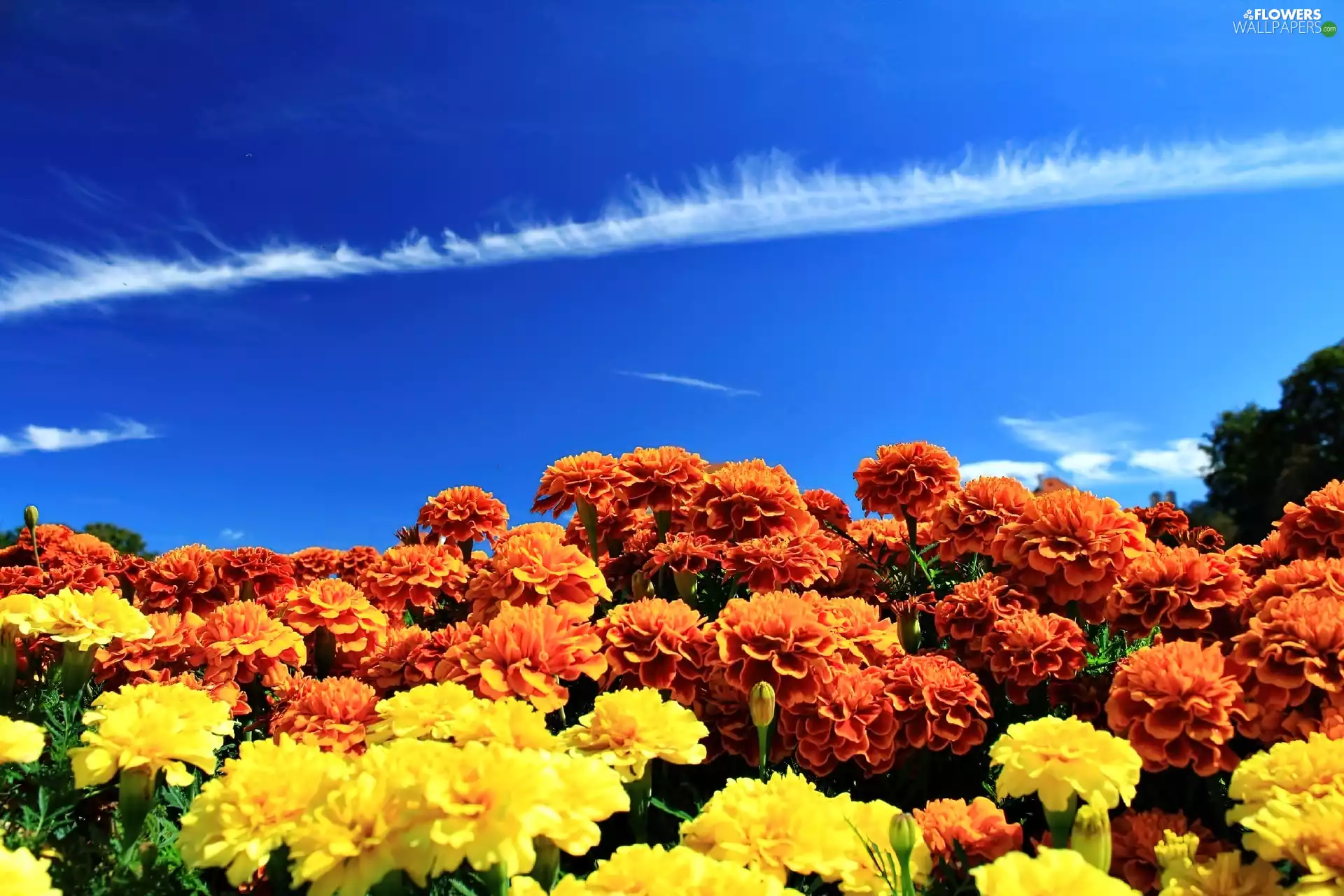 The Background, Heaven, Orange, Yellow, Tagetes