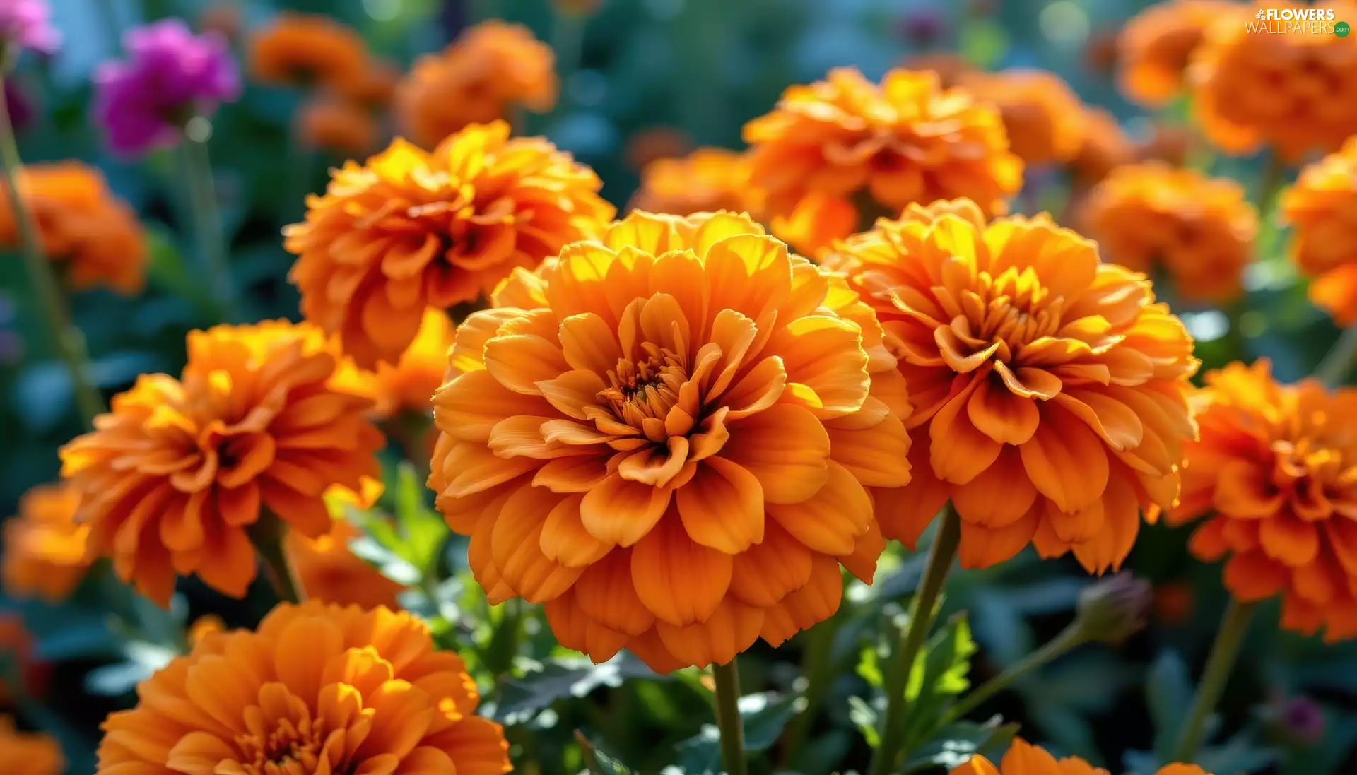 Tagetes, Flowers, rapprochement, Orange