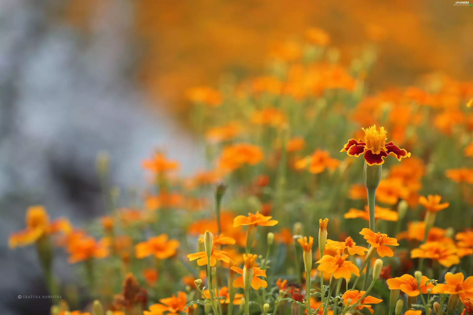 Tagetes, Flowers, Turki, Orange