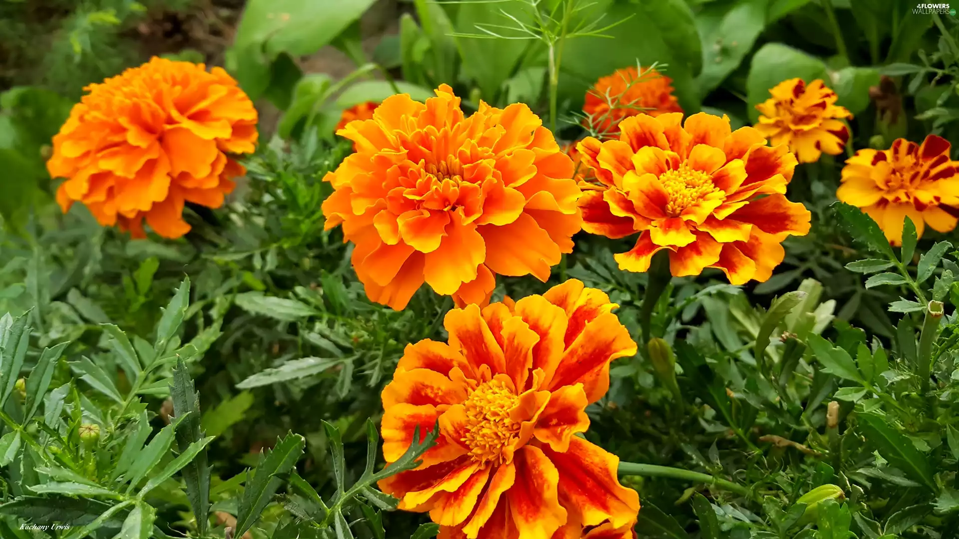 Orange, Tagetes