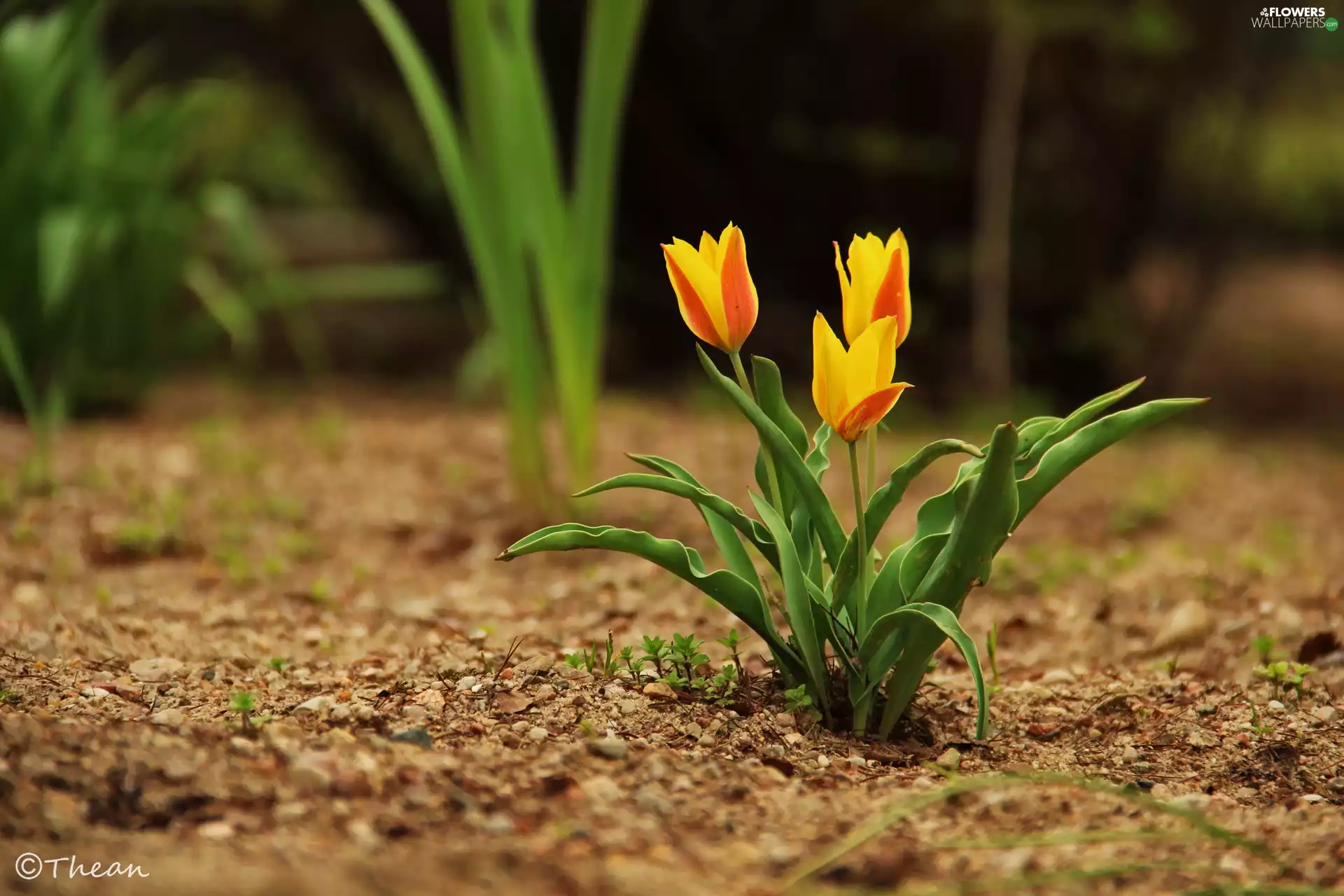 Three, Yellow, Orange, Tulips