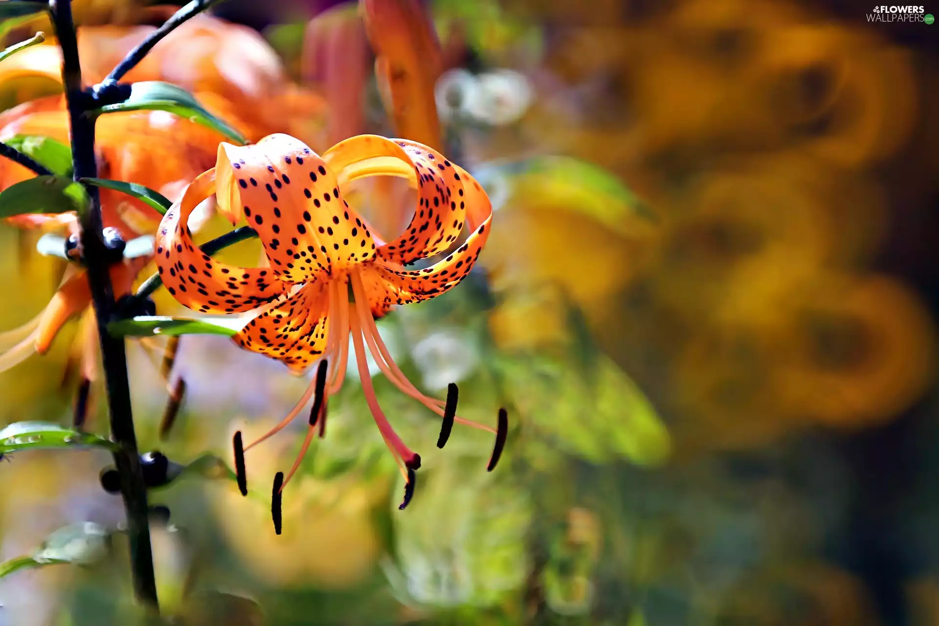 Colourfull Flowers, Tiger lily, Orange