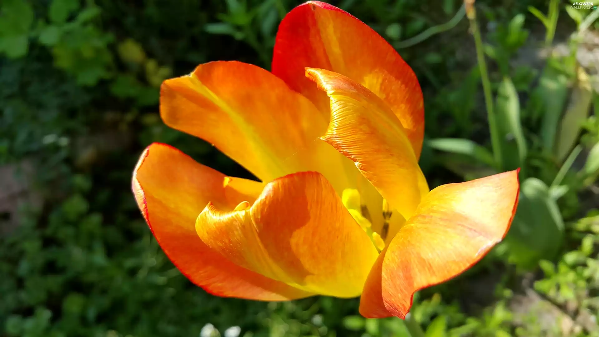 Orange, tulip
