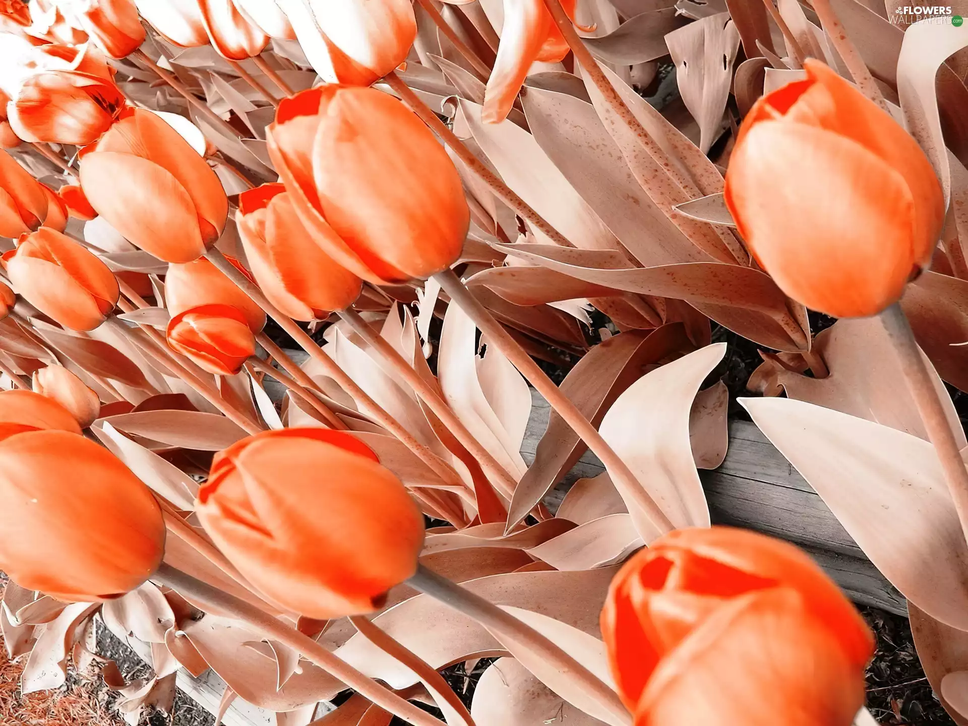 Orange, Tulips