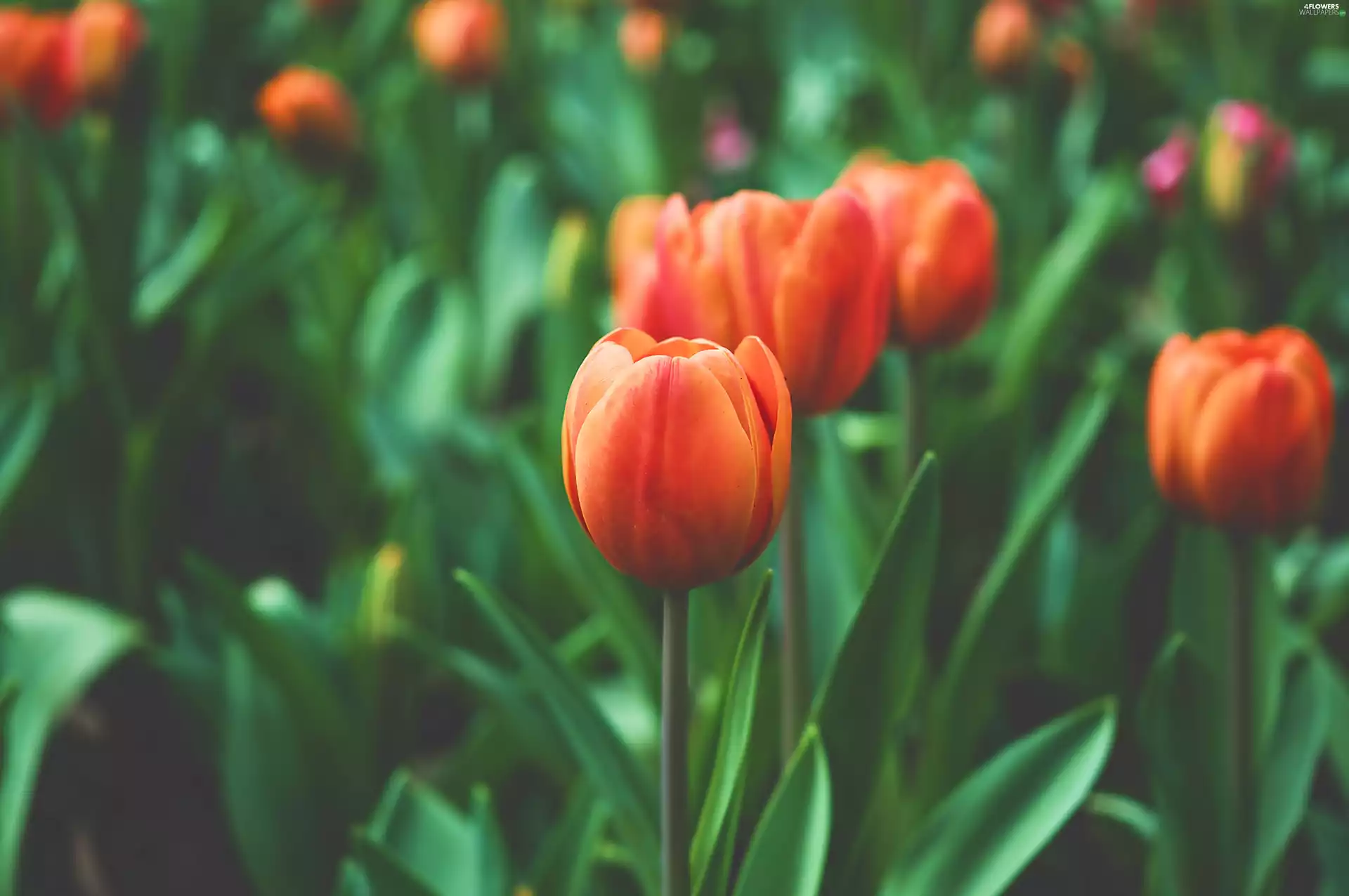 Orange, Tulips