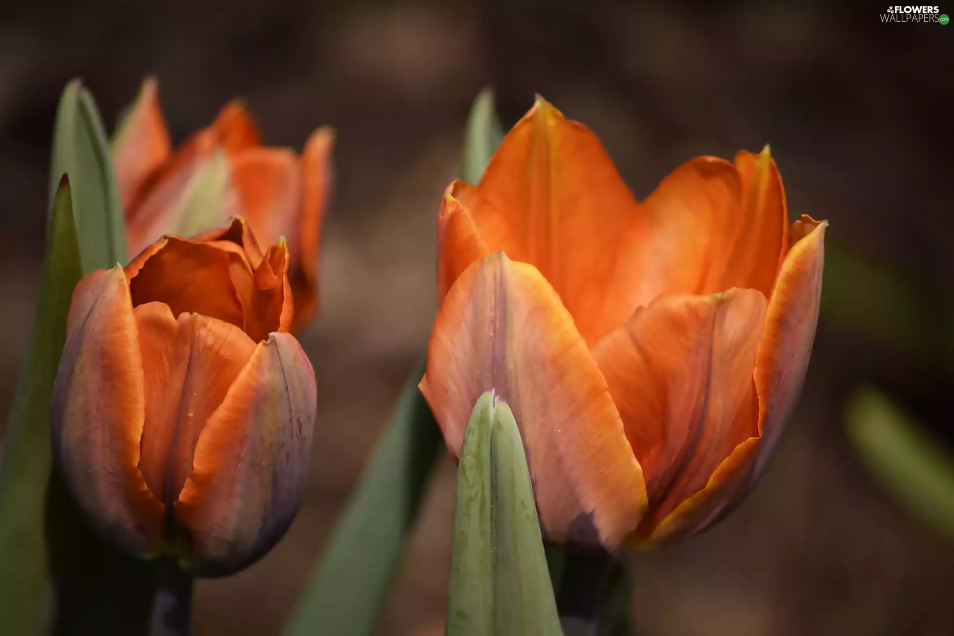 Orange, Tulips