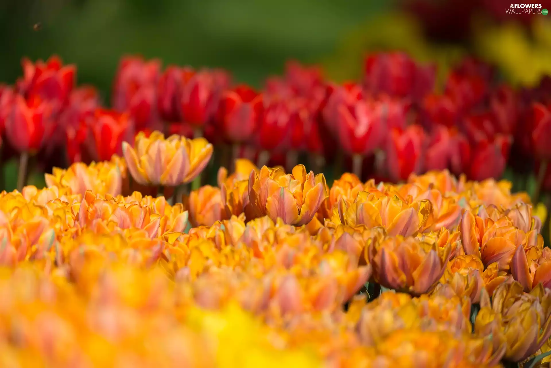 Orange, Blossomed Tulips