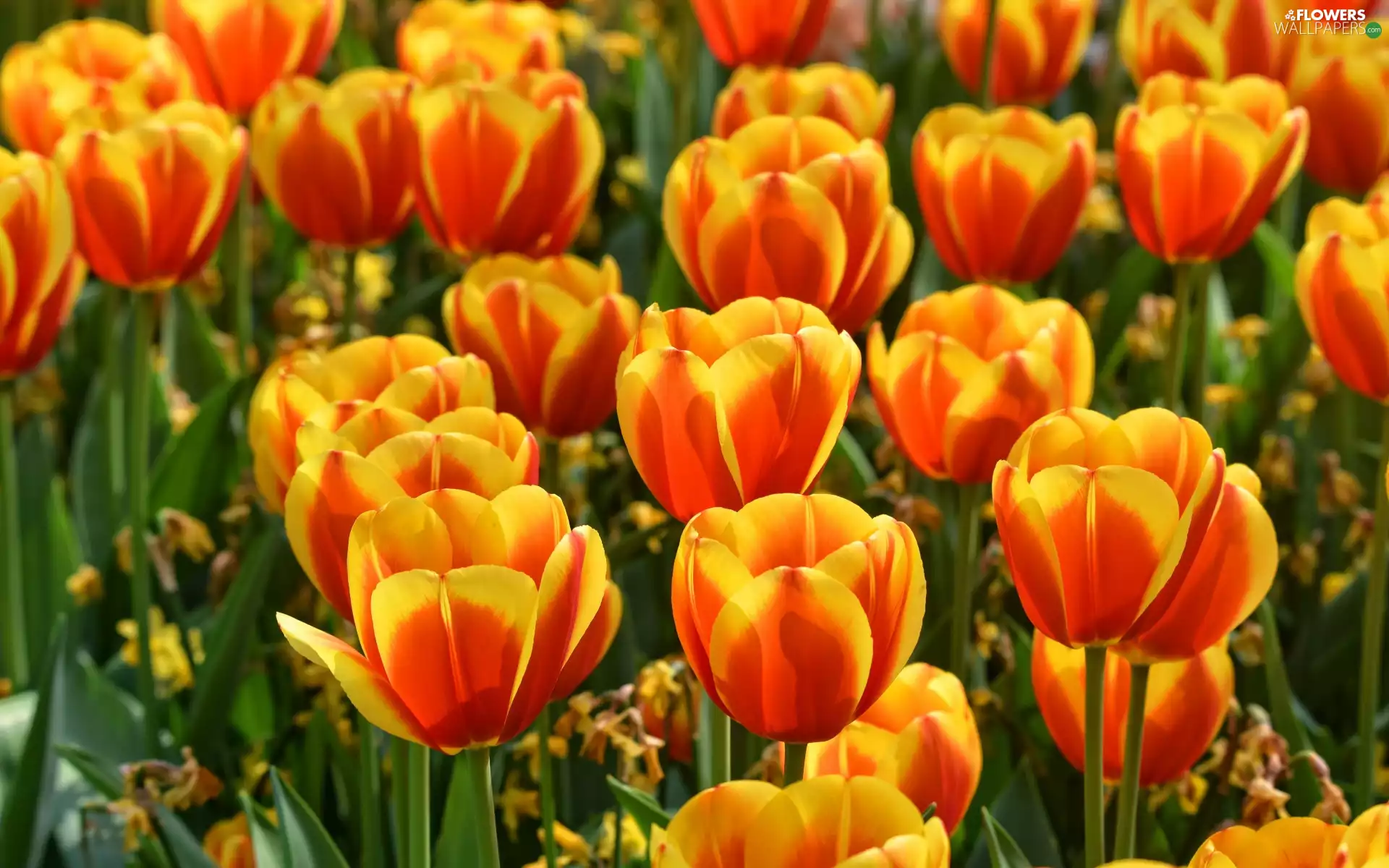 Orange-yellow, Tulips