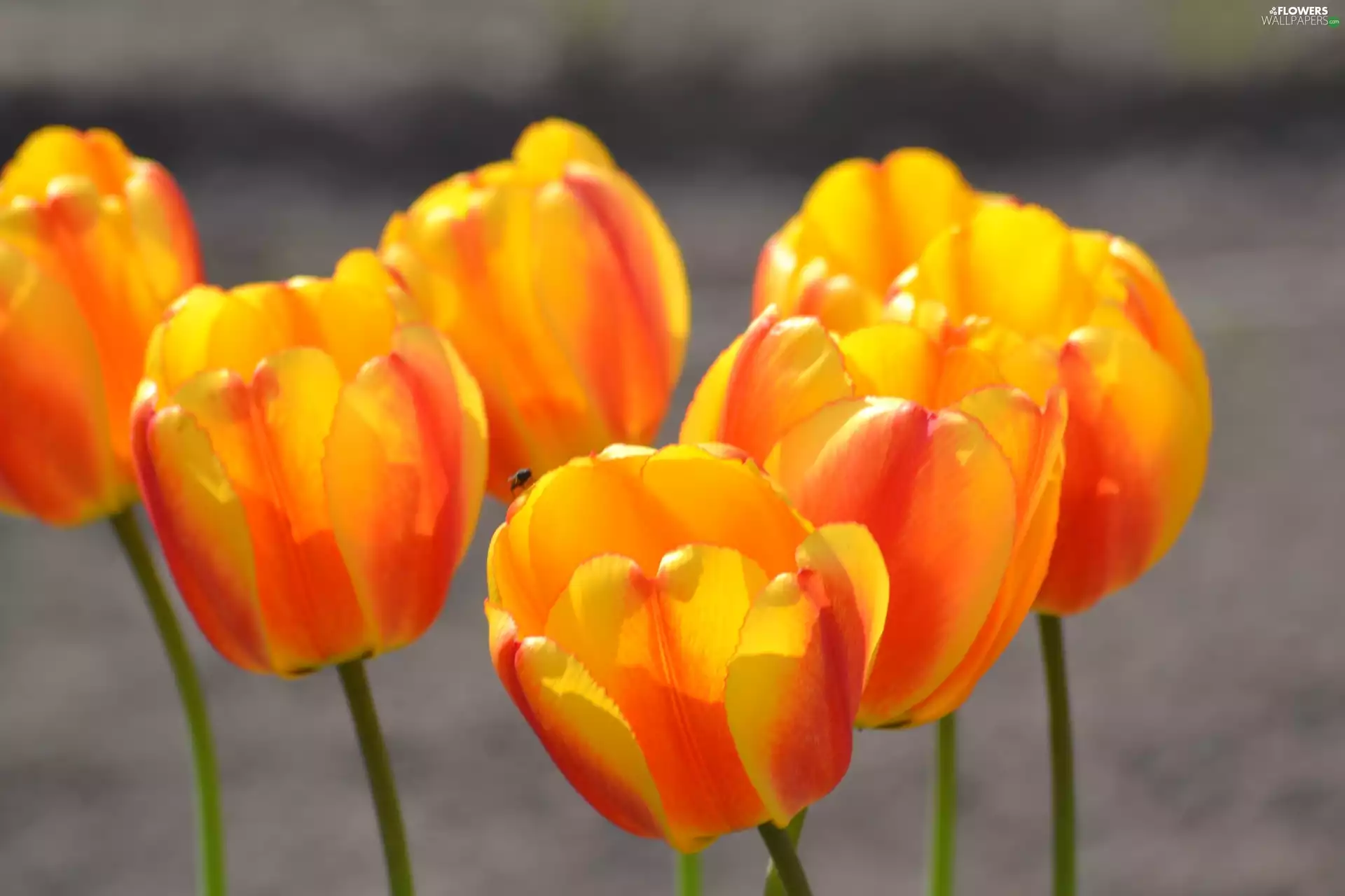 orange Yellow, Tulips