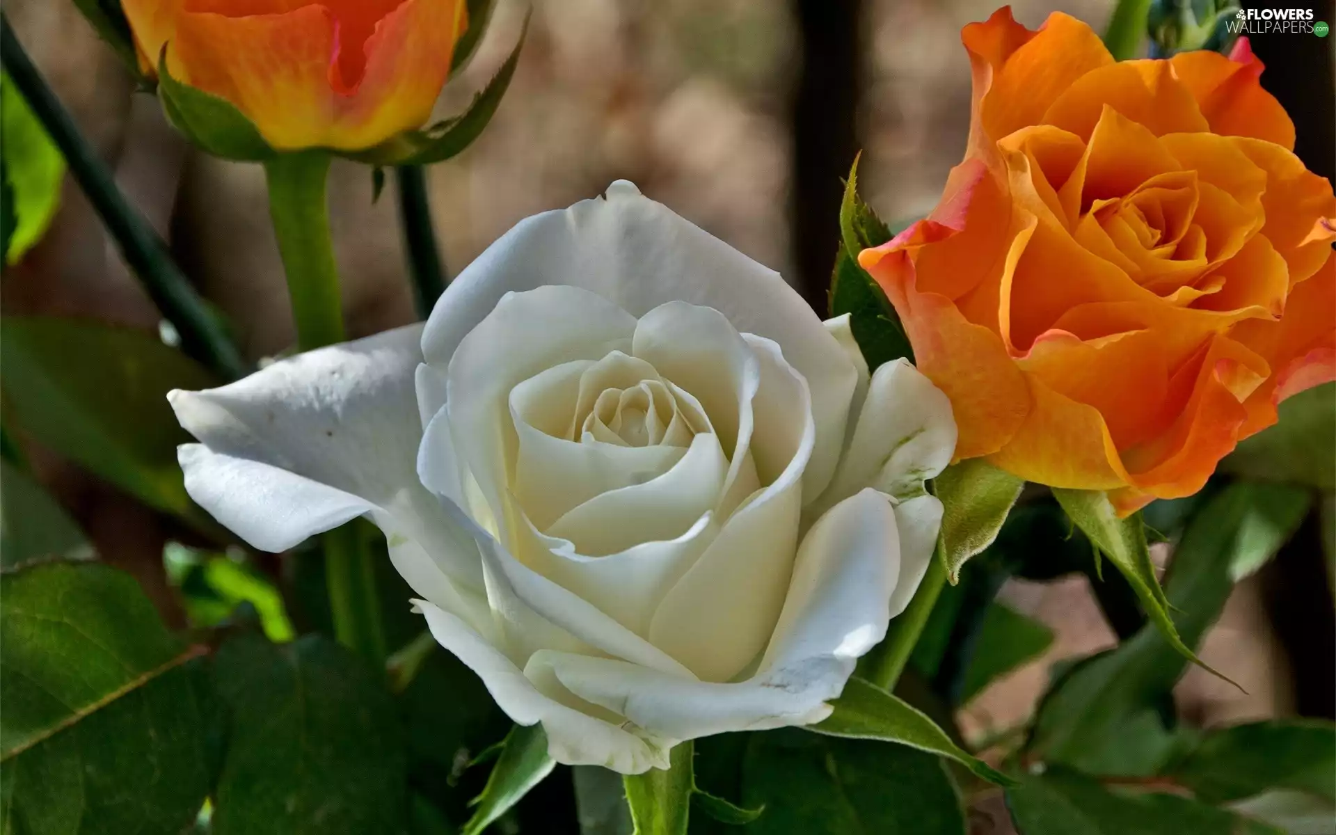 Orange, roses, White