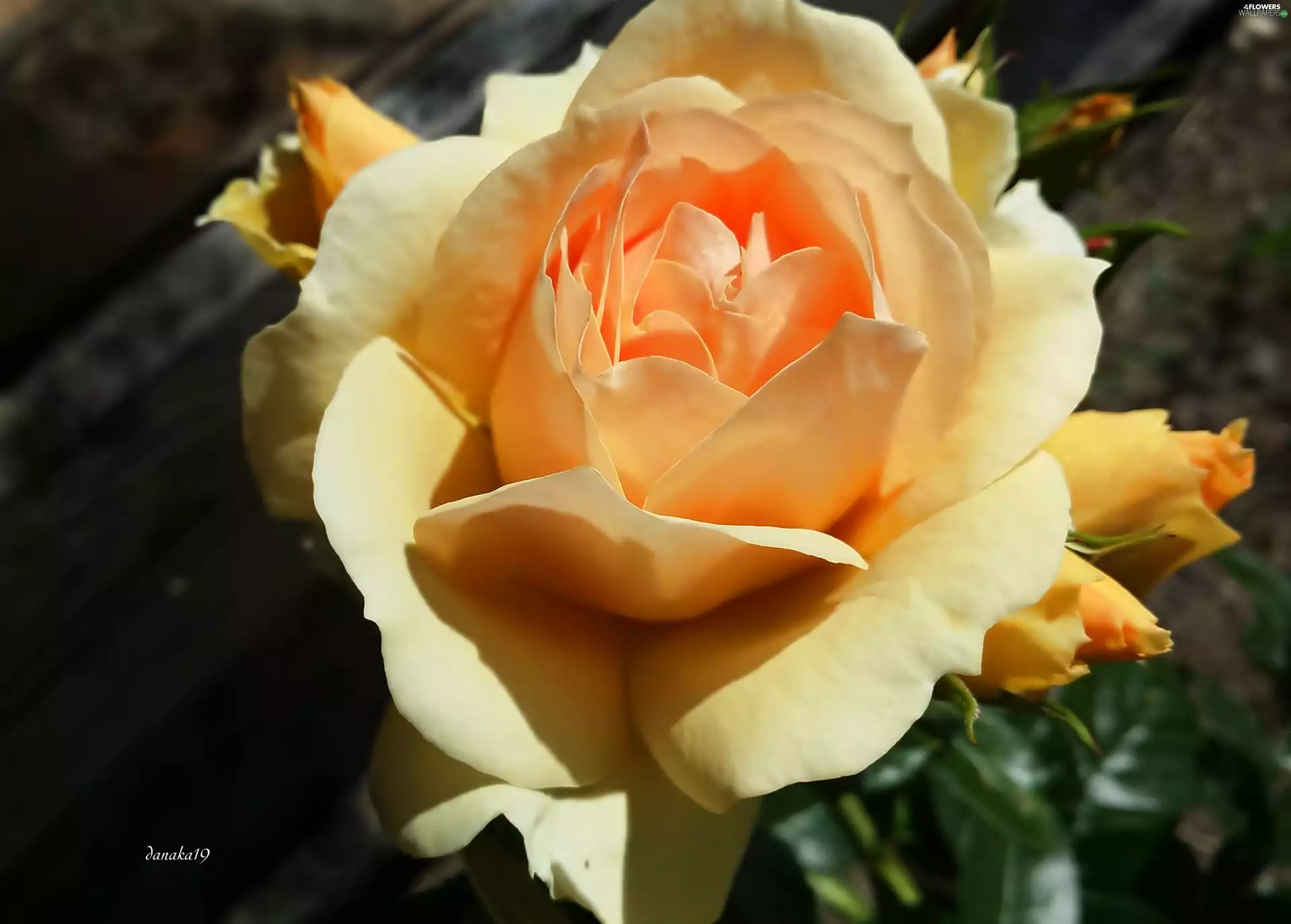 yellow, rose, donuts, Orange