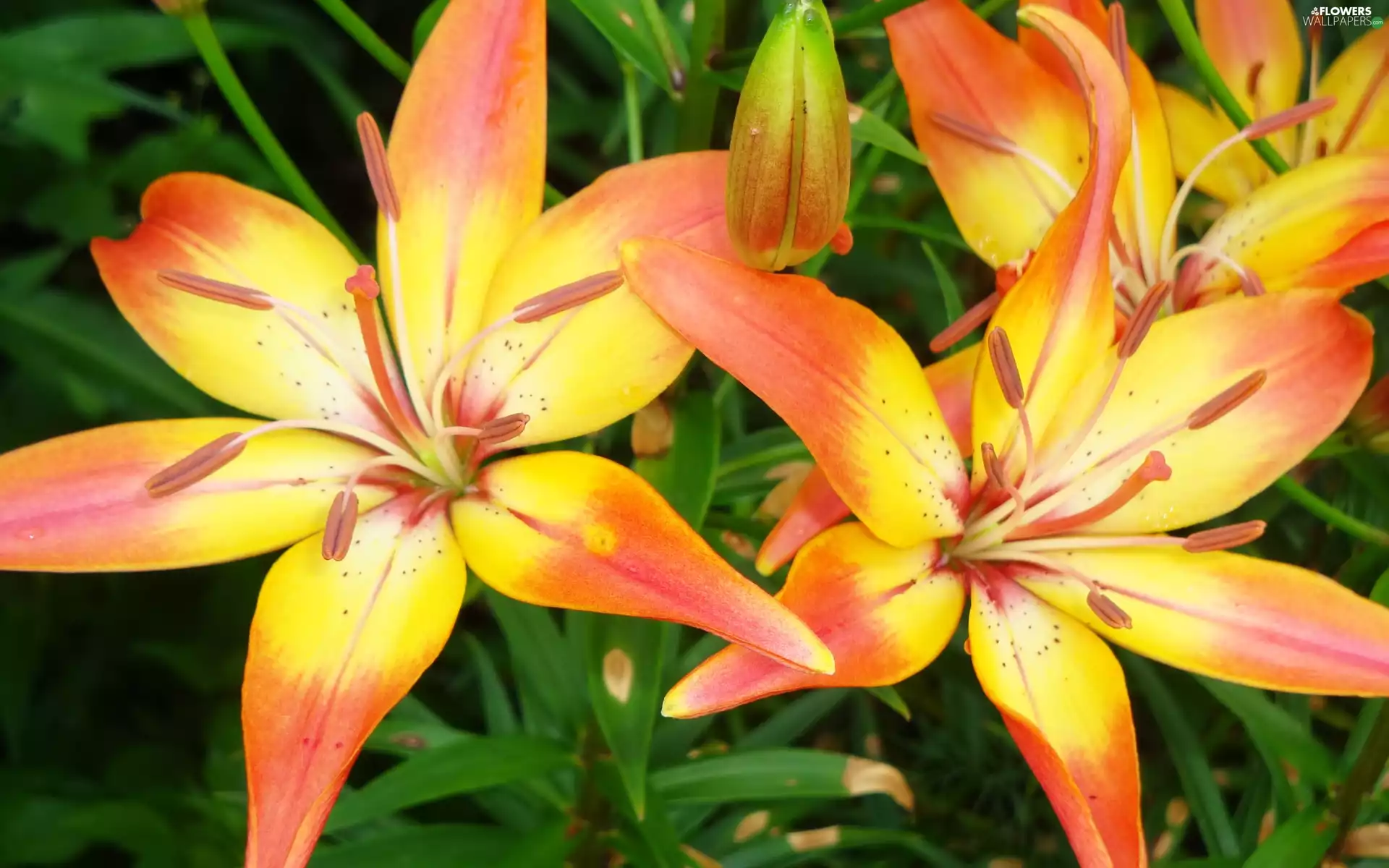 Orange, lilies, yellow