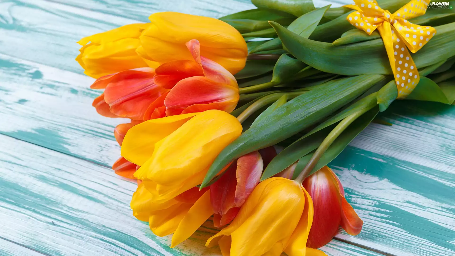 Yellow, Tulips, ribbon, Orange