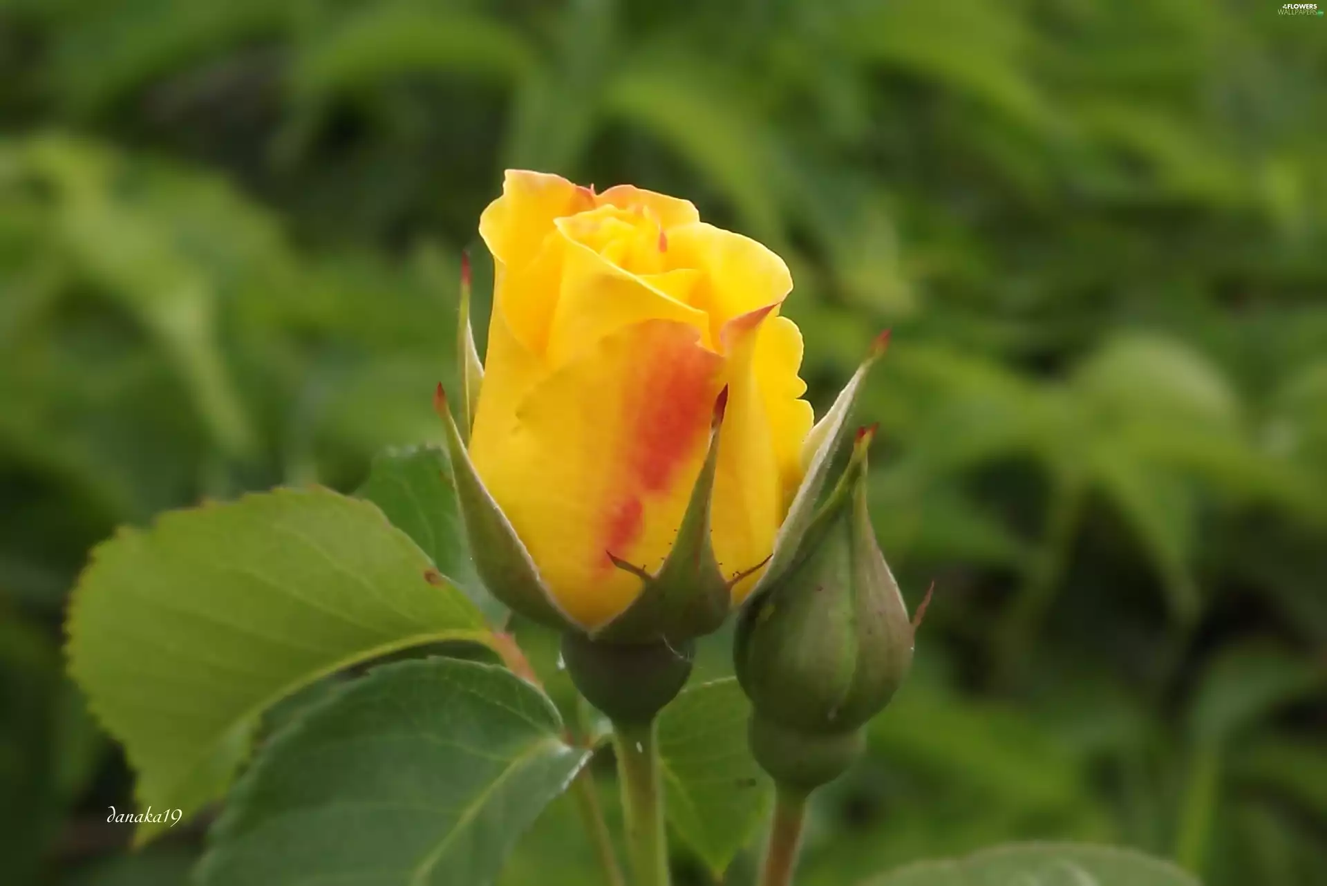 yellow, doughnut, rose, Orange