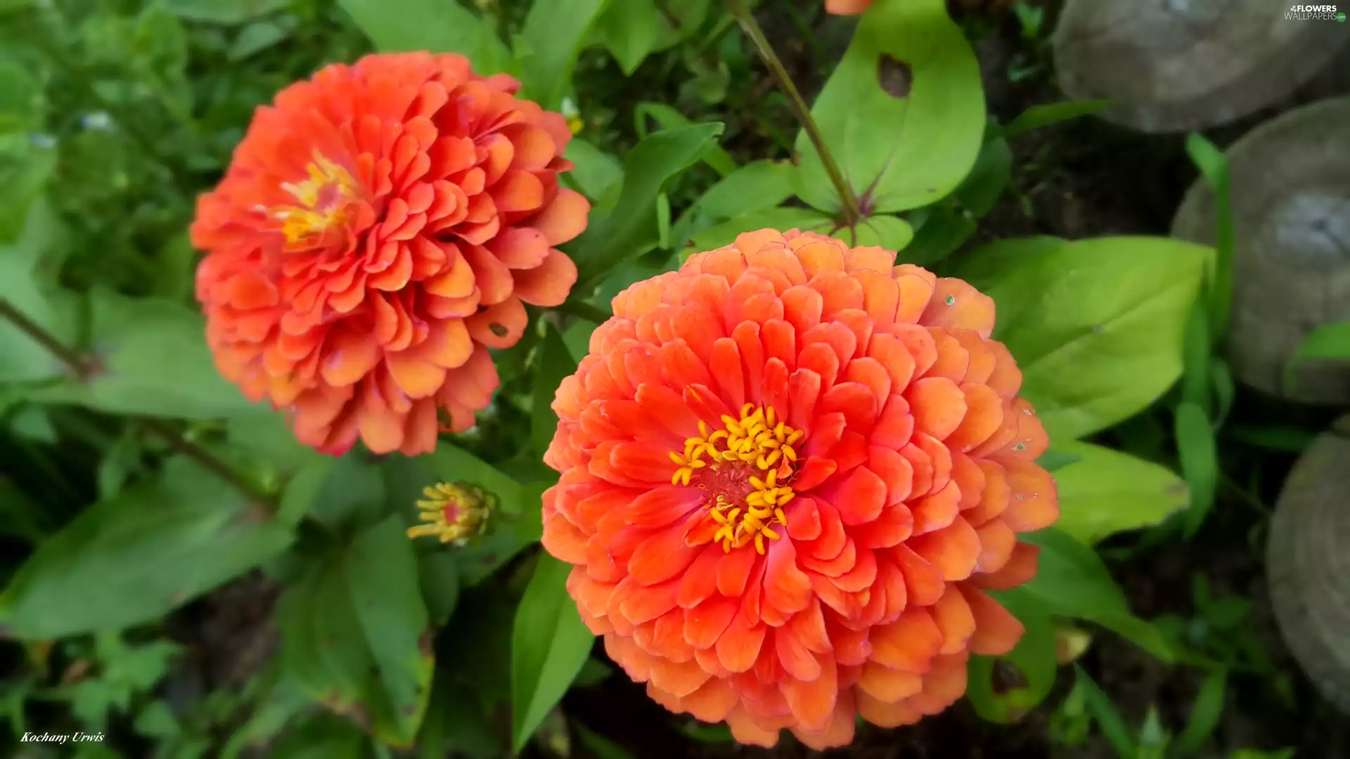 Orange, Zinnias