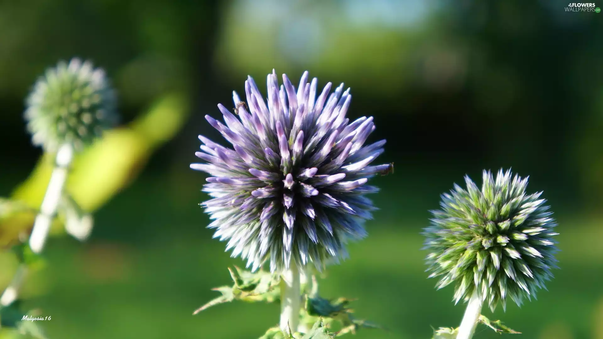Violet, Orb, Echinops, Colourfull Flowers