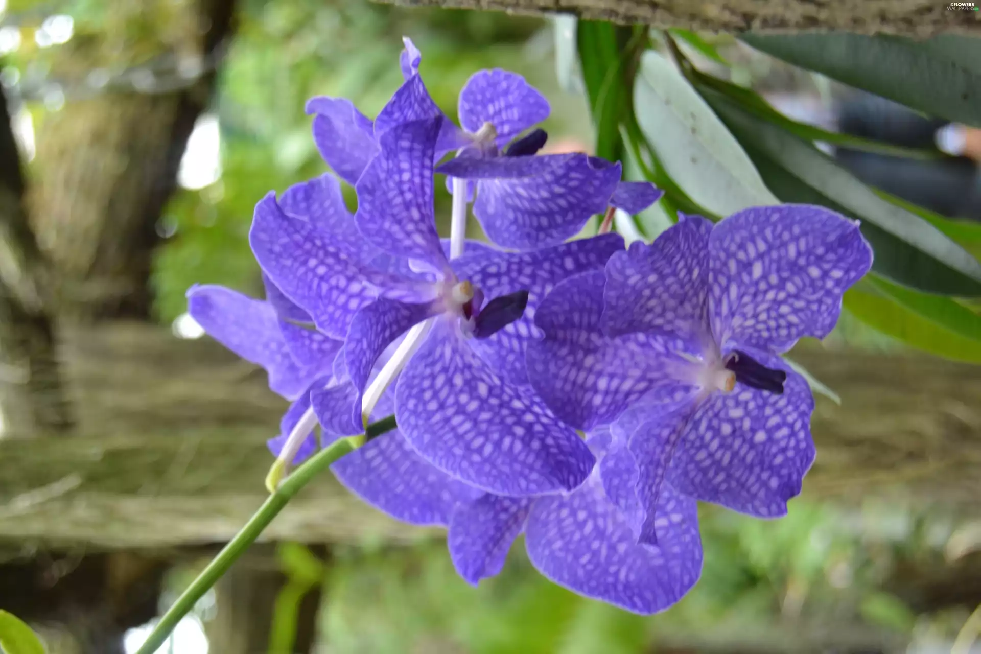 orchid