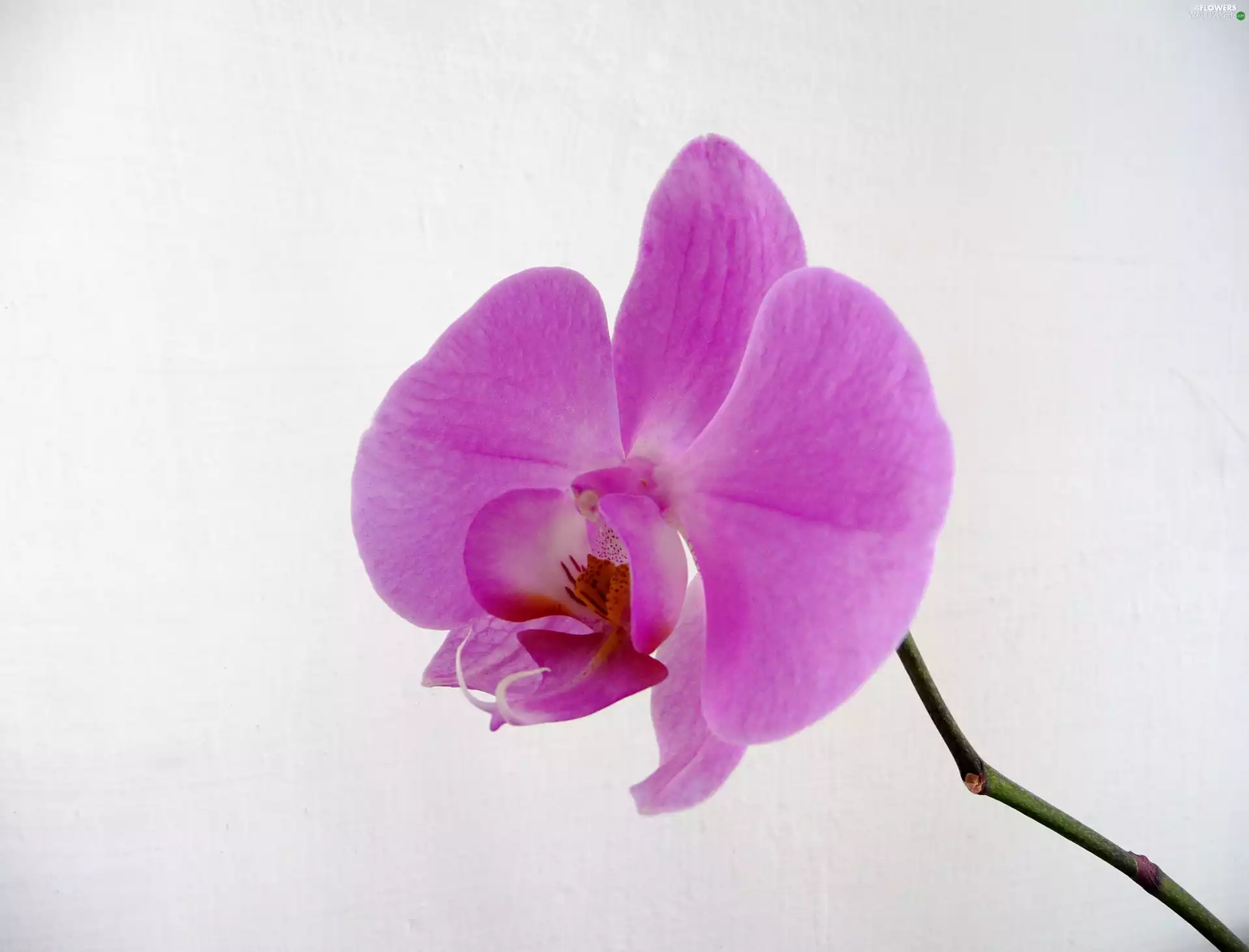 orchid