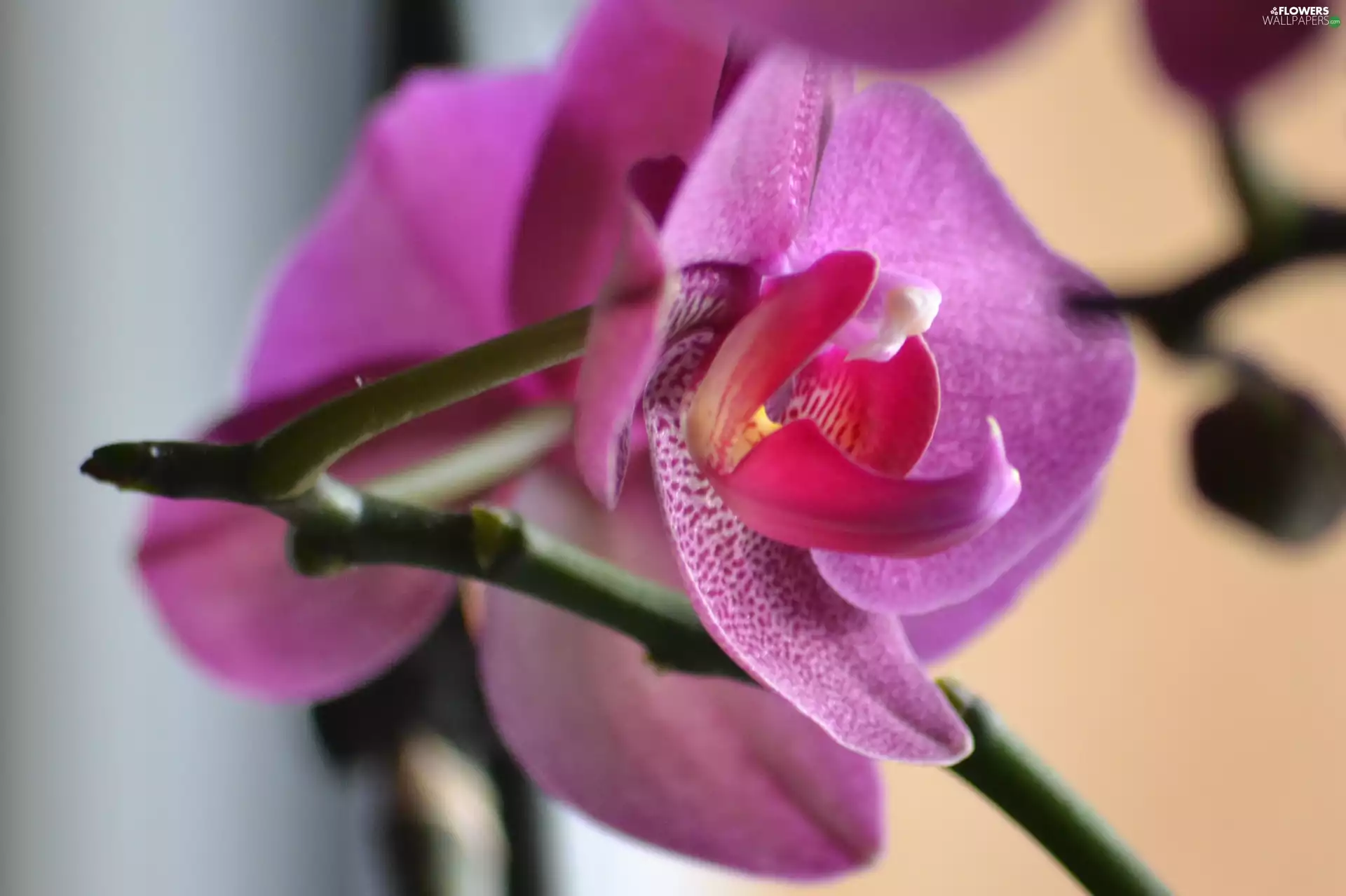 amaranth, orchid