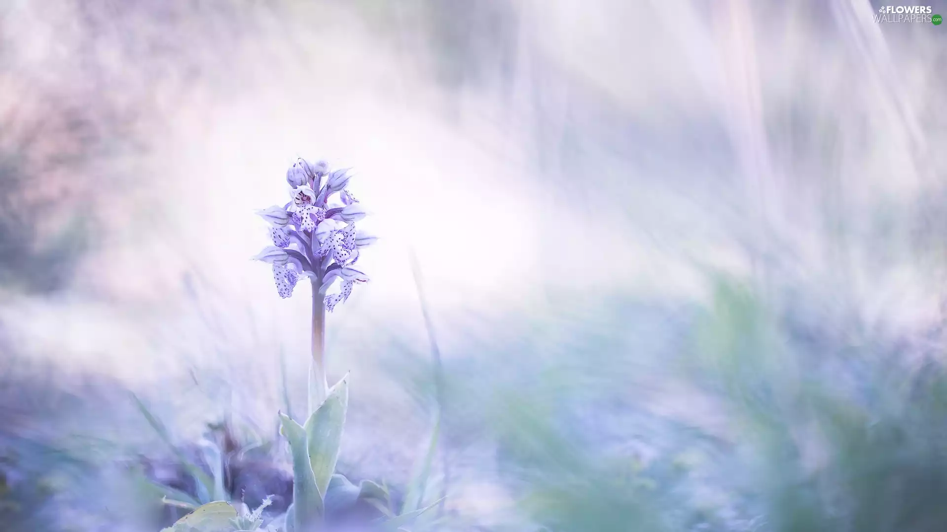 blur, Colourfull Flowers, orchid
