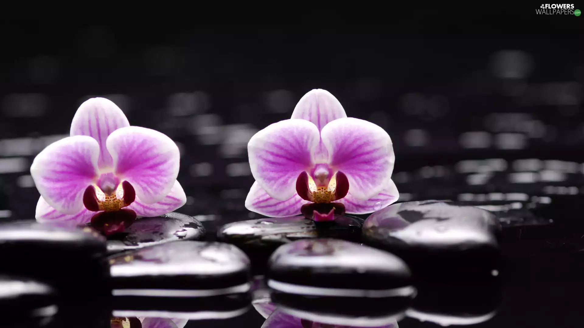 orchid, Stones, Flowers, orchid, Two cars