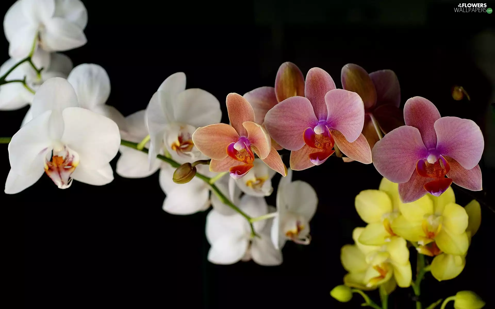 Coloured, orchid