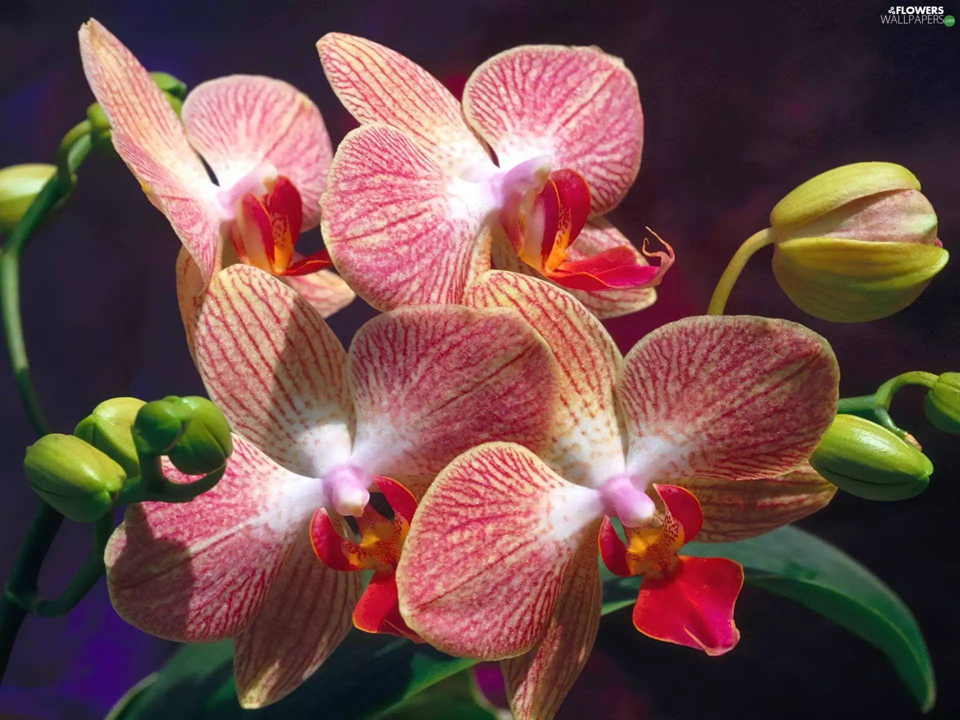 Buds, Colourfull Flowers, orchid