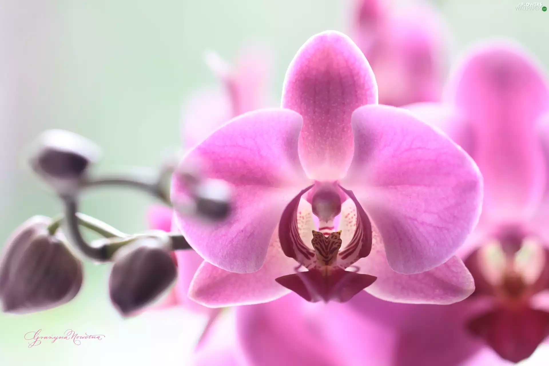 Colourfull Flowers, Pink, orchid