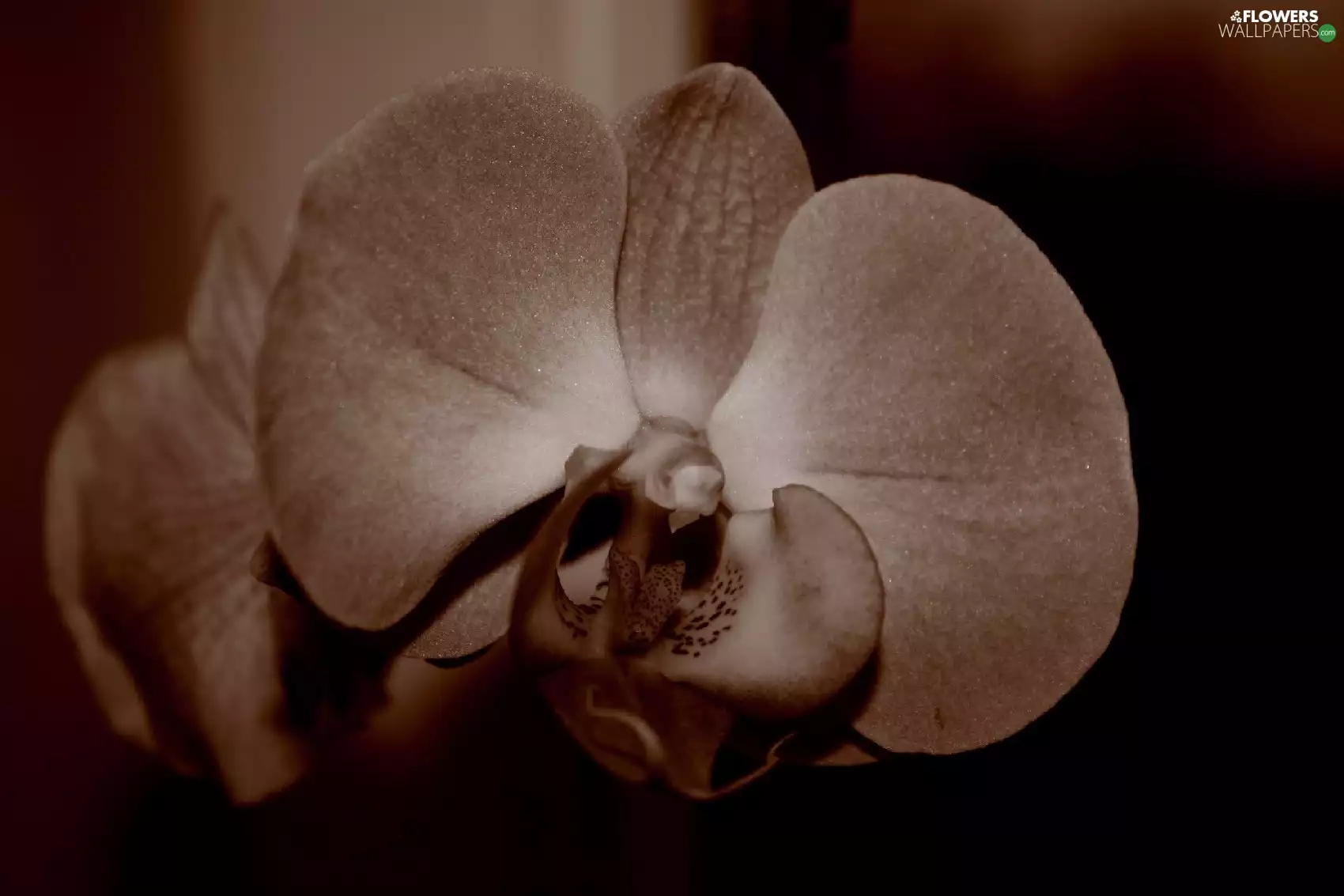 sepia, Colourfull Flowers, orchid