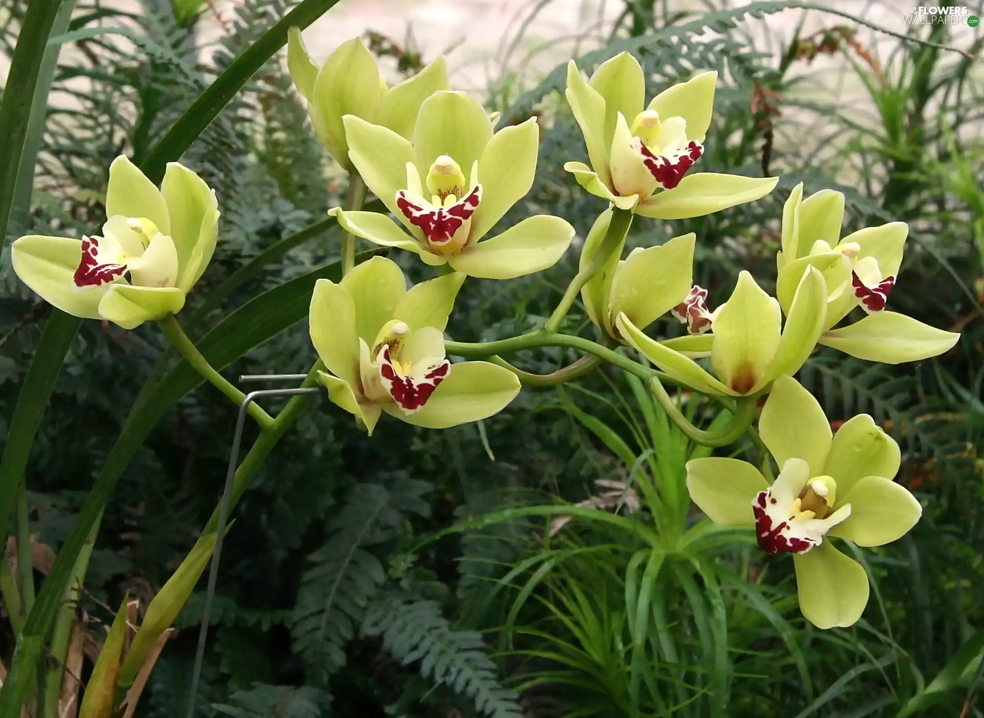 orchid, Cymbidium