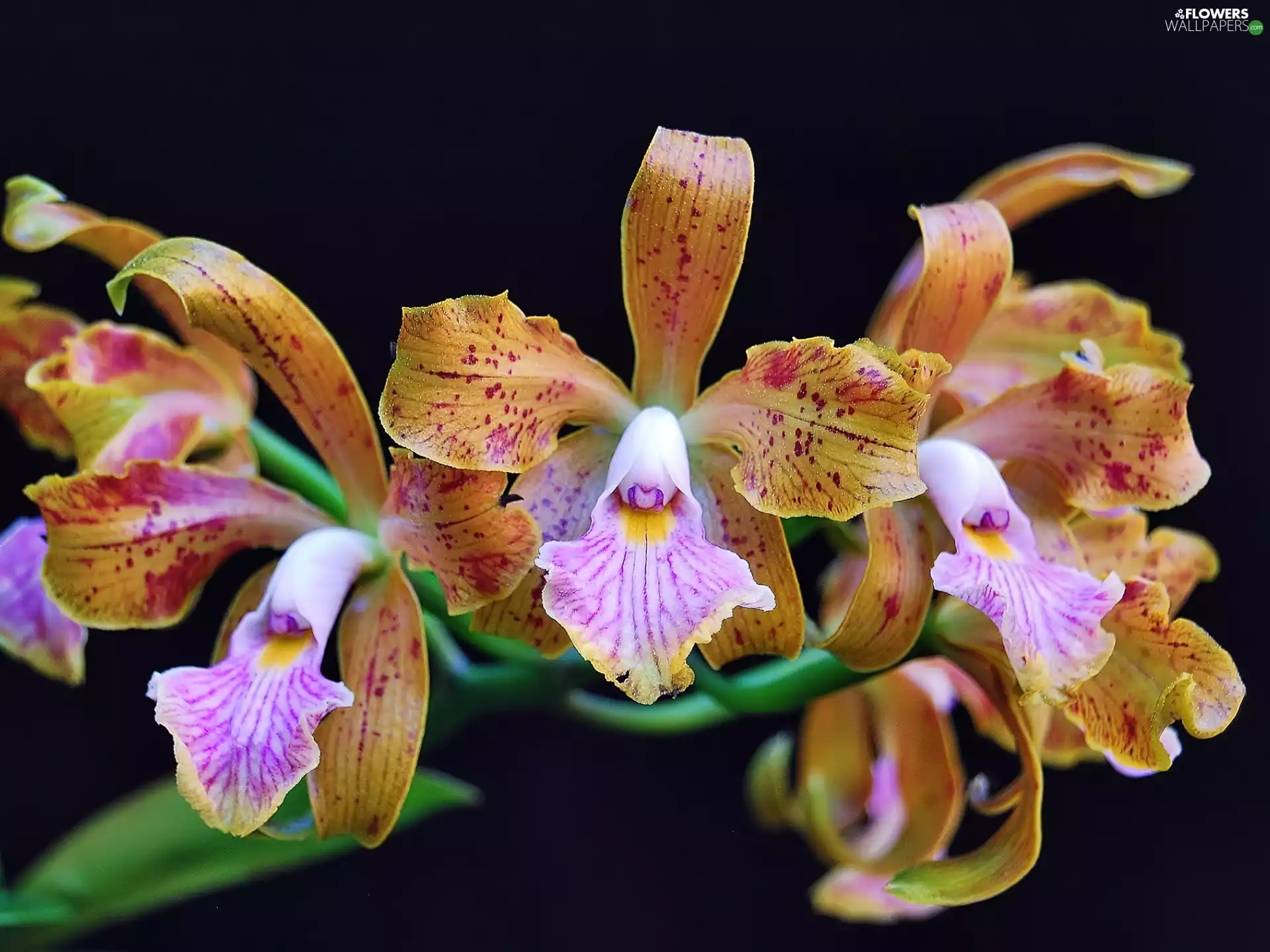 Flowers, orchid