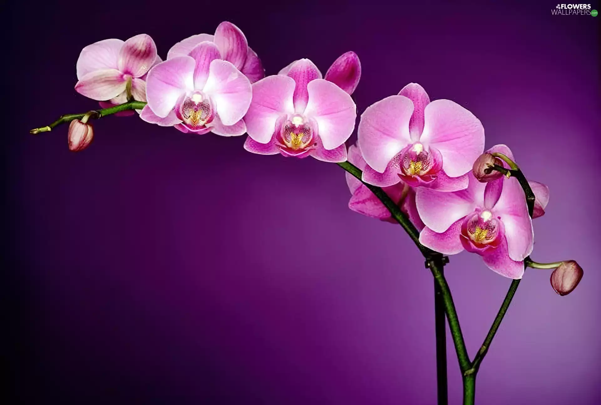 orchid, Flowers
