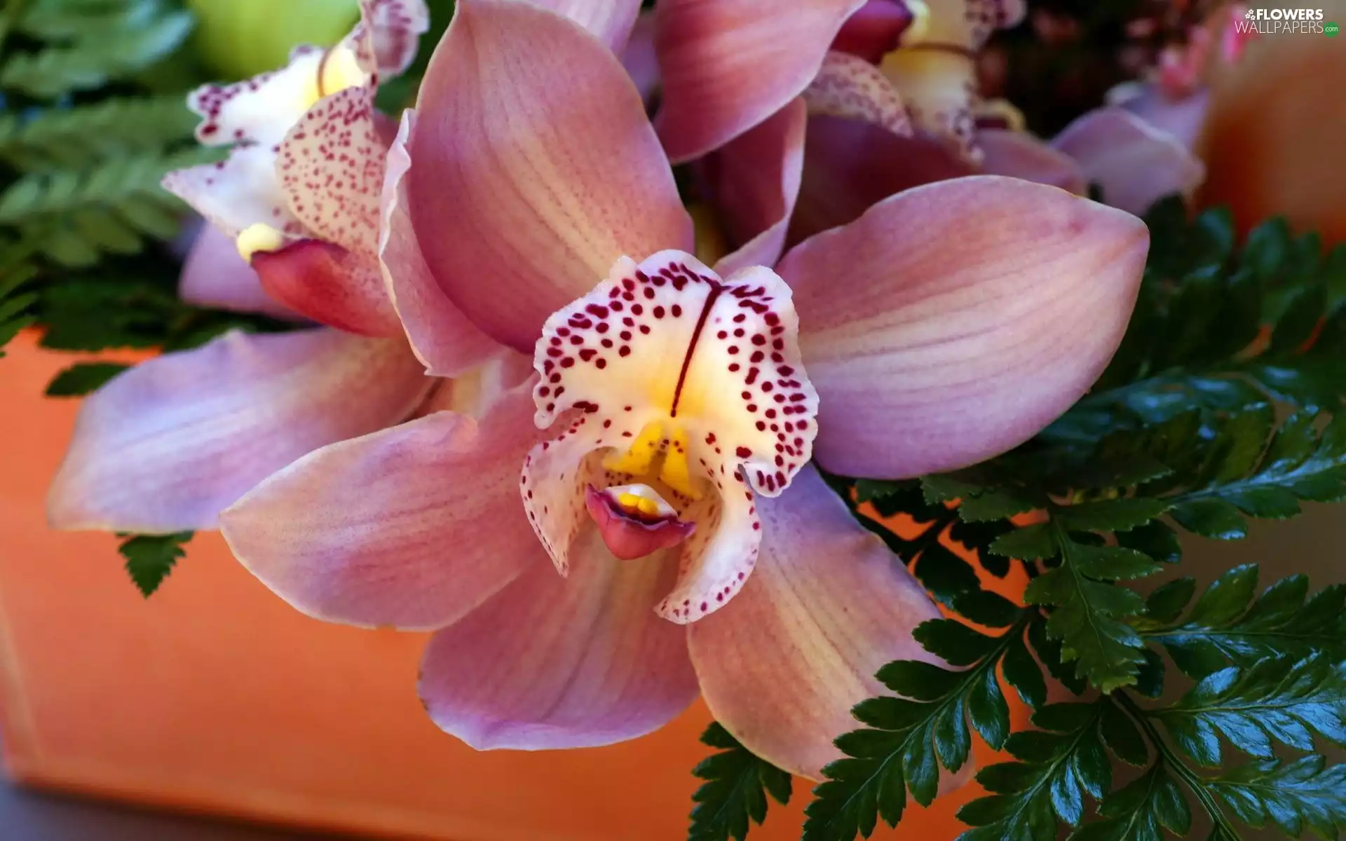 orchid, Pink, Flowers