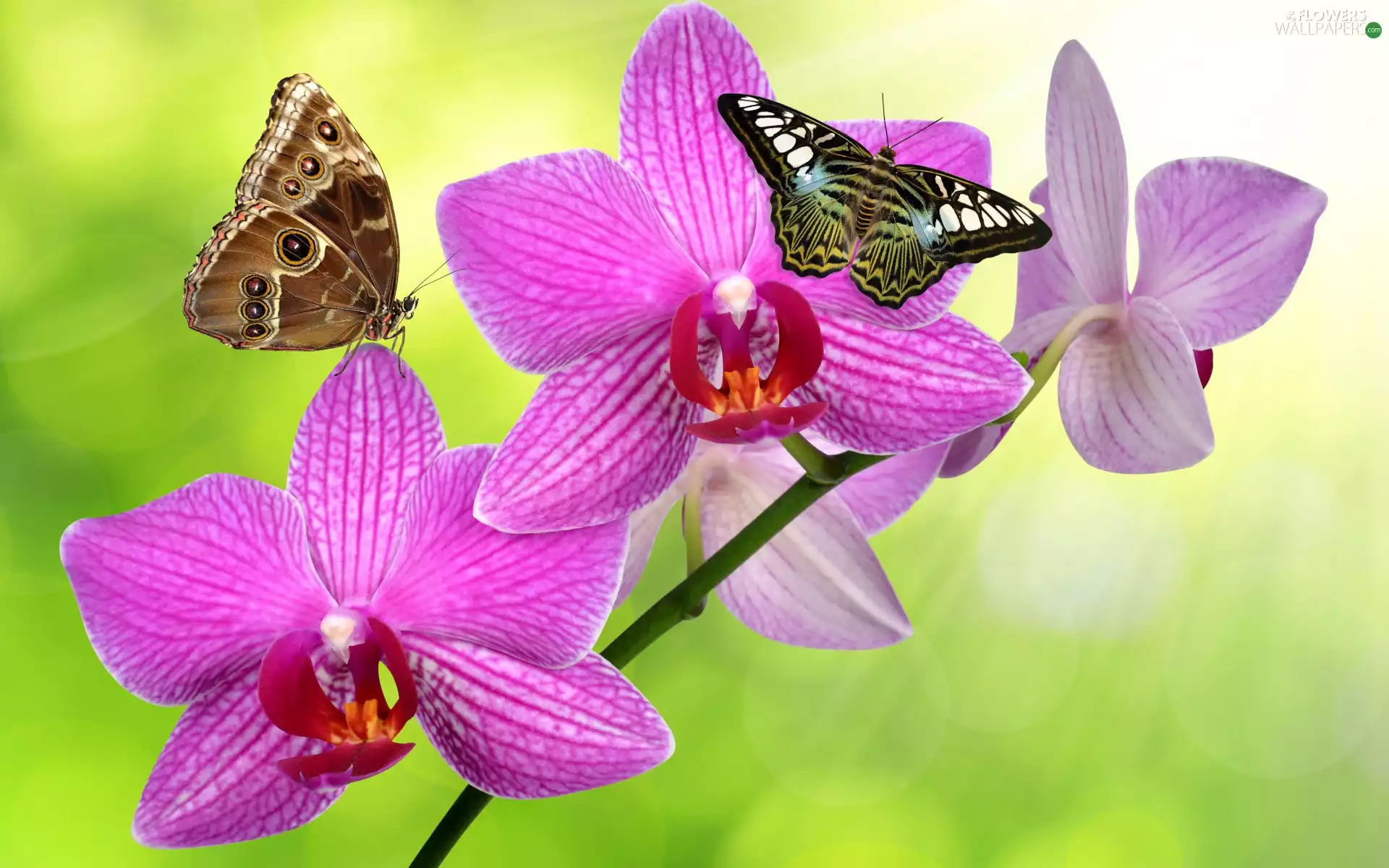 butterflies, twig, Pink, orchid, Colourfull Flowers