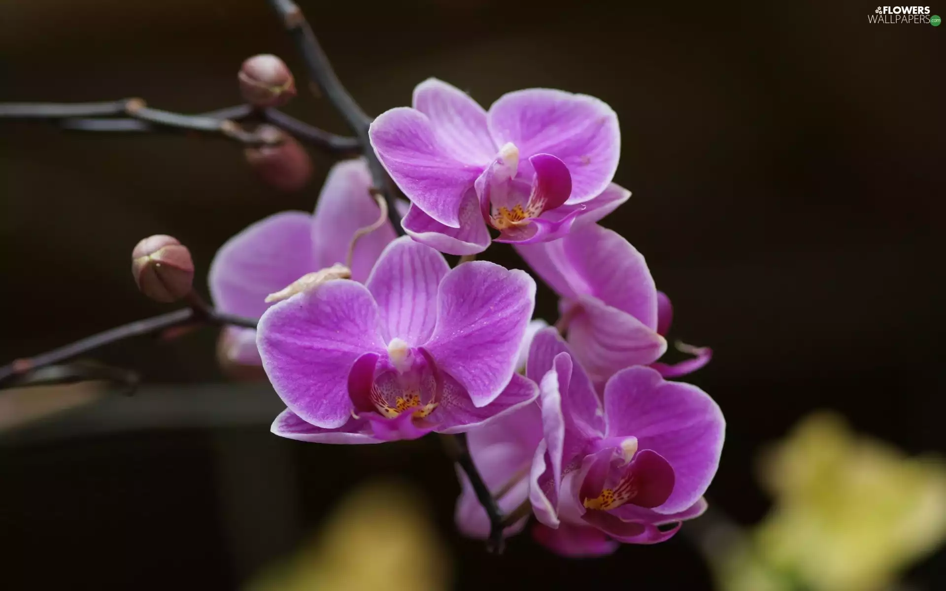 orchid, Pink, Flowers