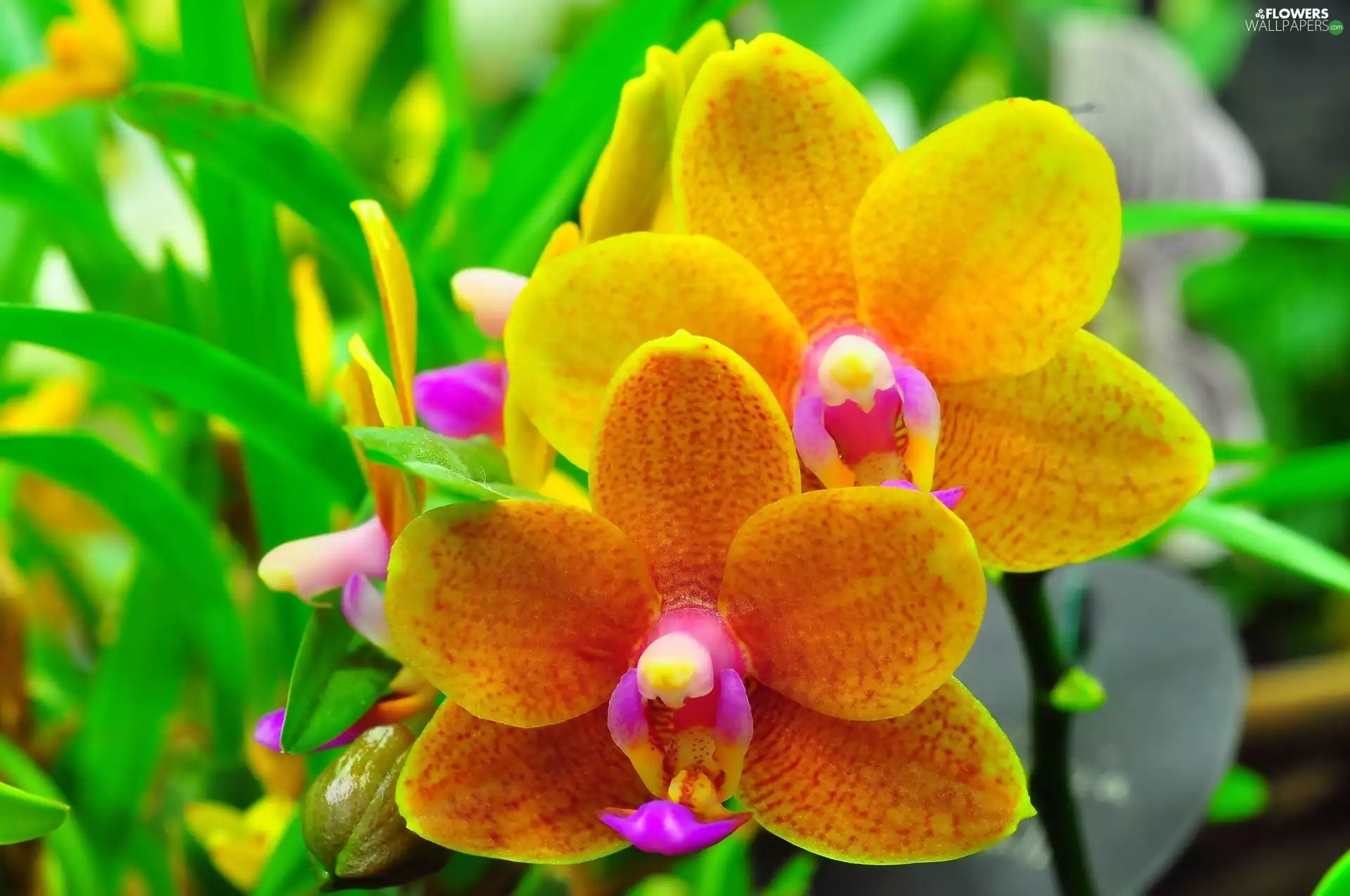 orchid, Yellow, Flowers