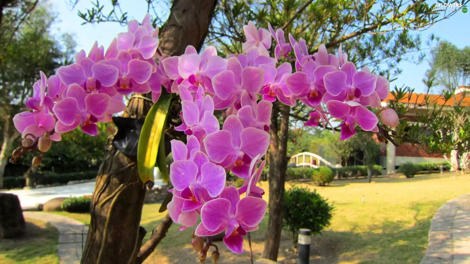 orchid, Garden