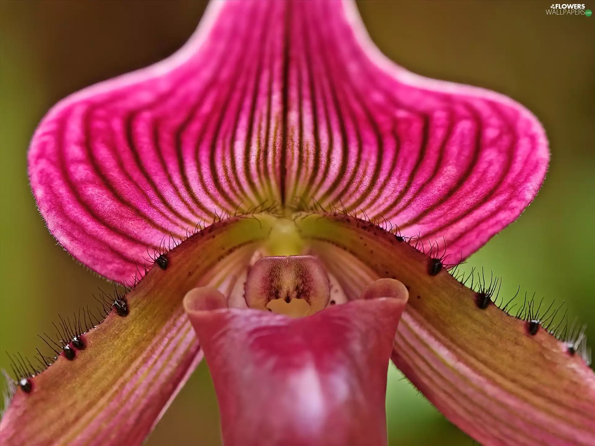 orchid, Colourfull Flowers, Orchid, change, Ladyslipper
