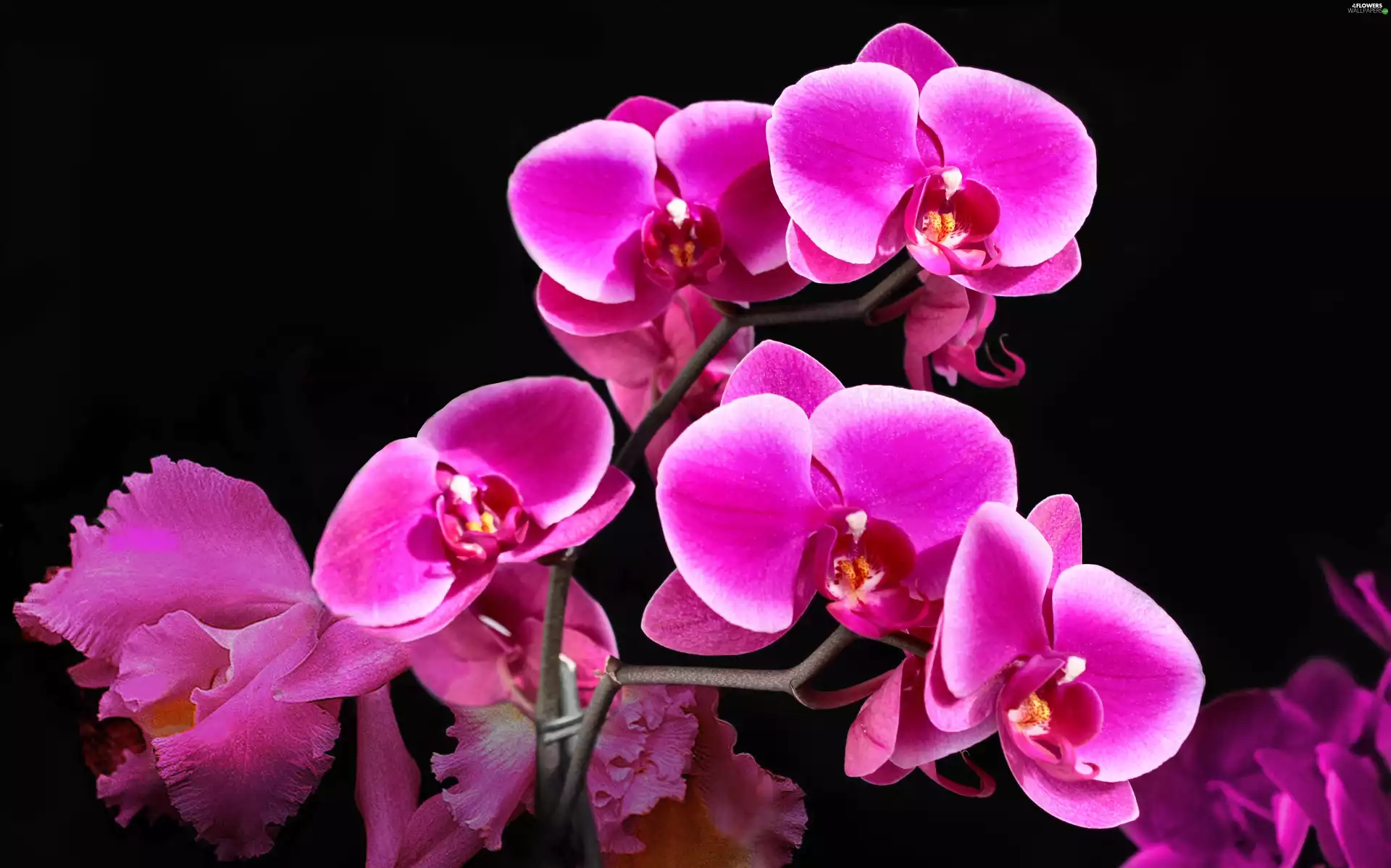orchid, Colourfull Flowers, orchid