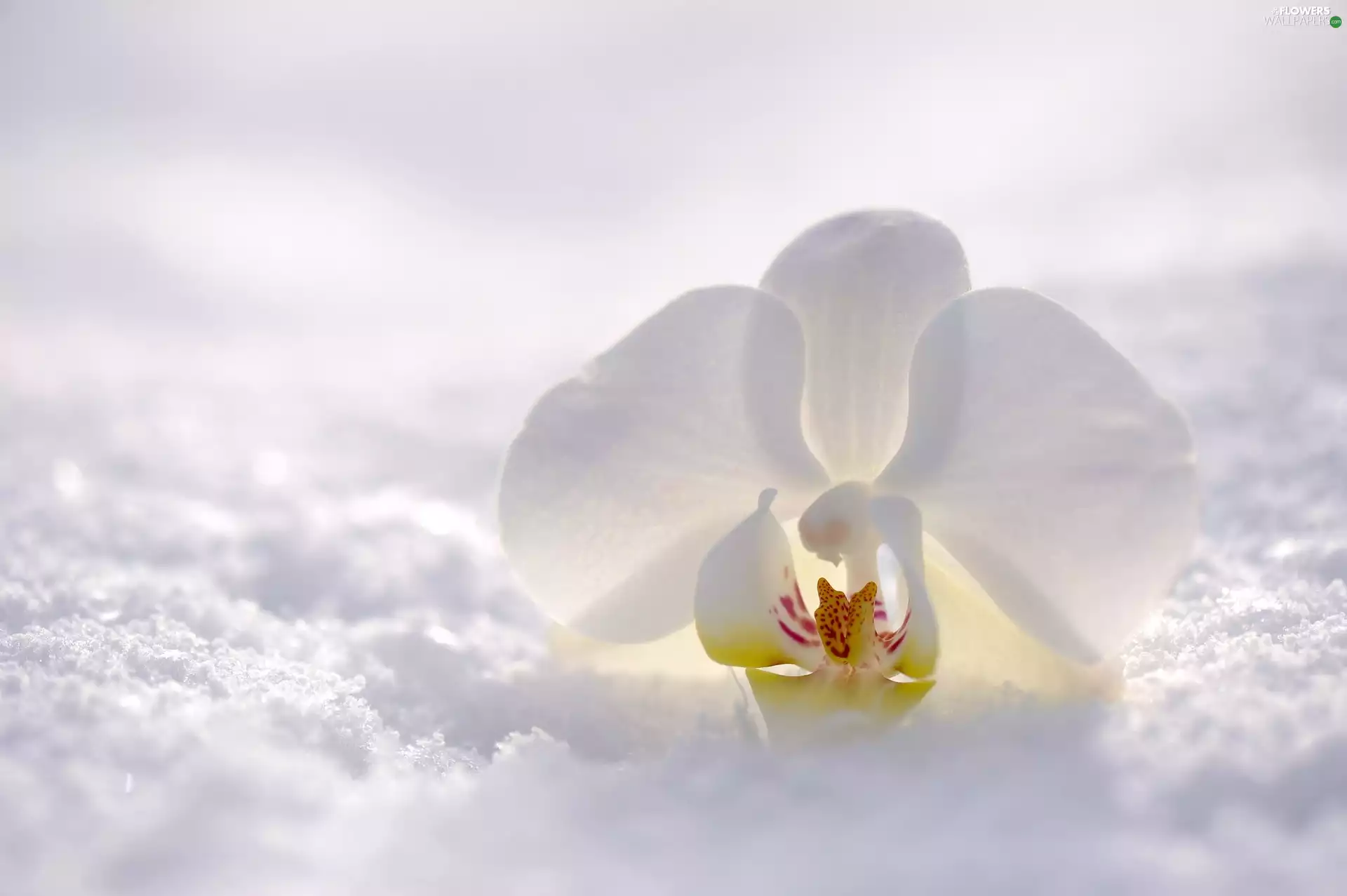 orchid, orchid, White, Colourfull Flowers, snow