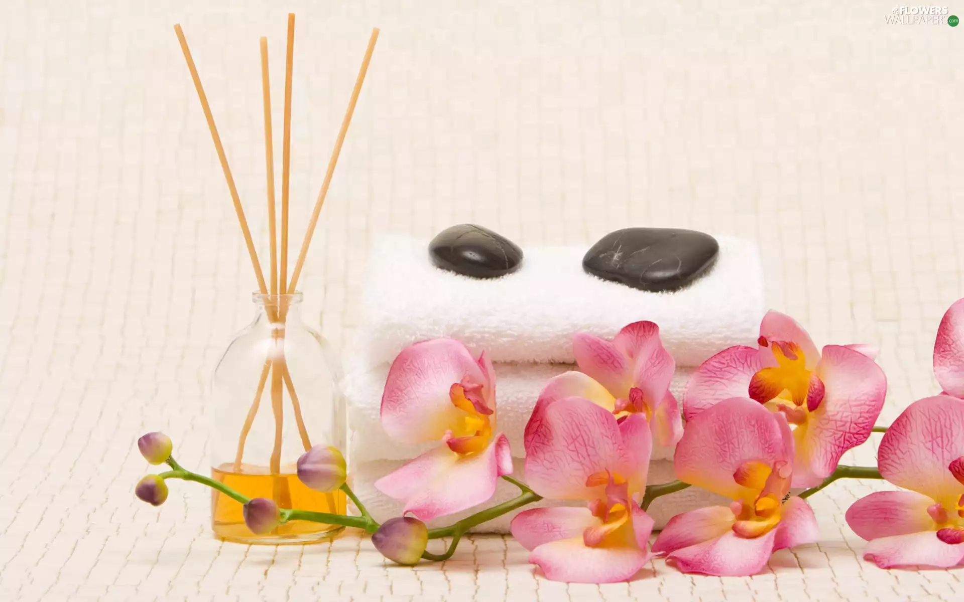 Fragrance Oil, orchid, orchid, Pink, Colourfull Flowers