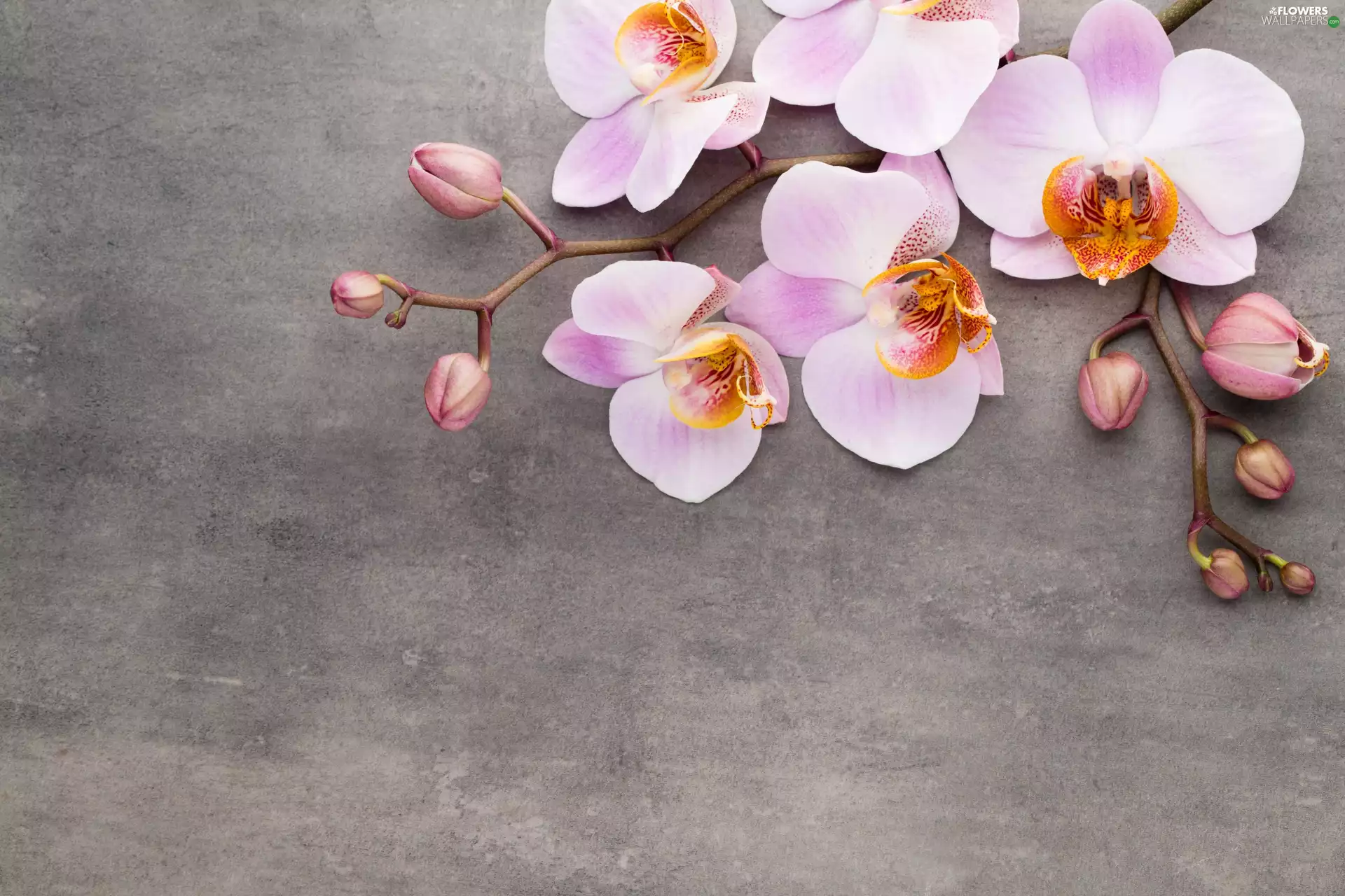 orchid, Pink, orchid