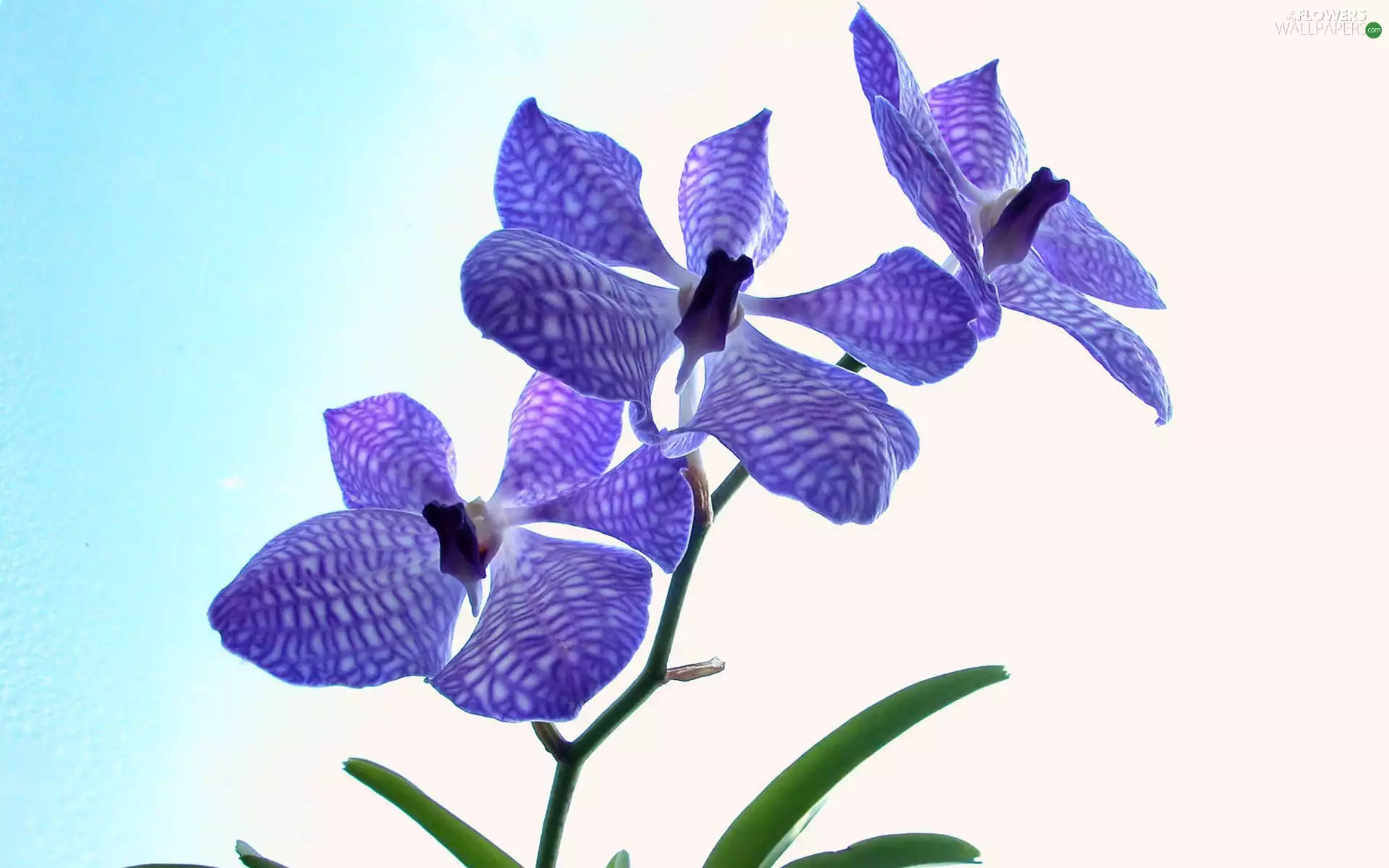 orchid, Violet, orchid
