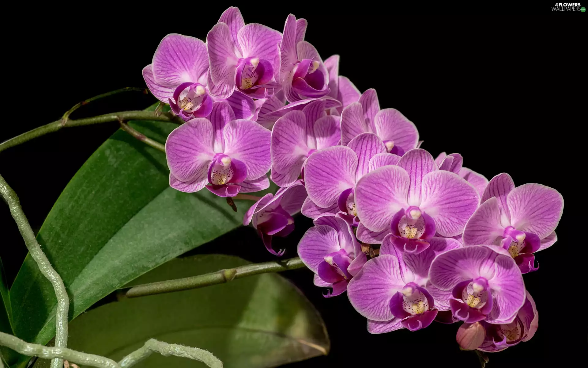 orchid, Flowers, orchids