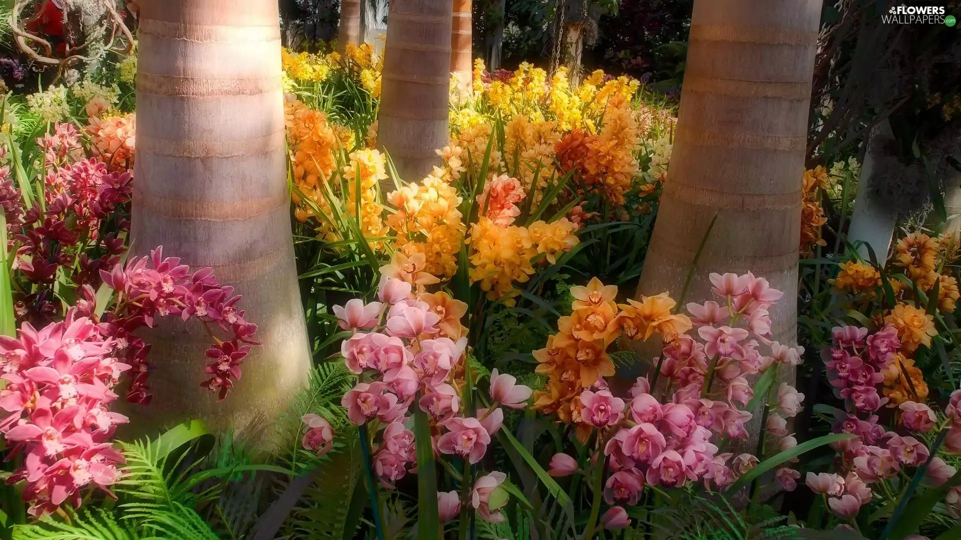 orchid, exotic, Park