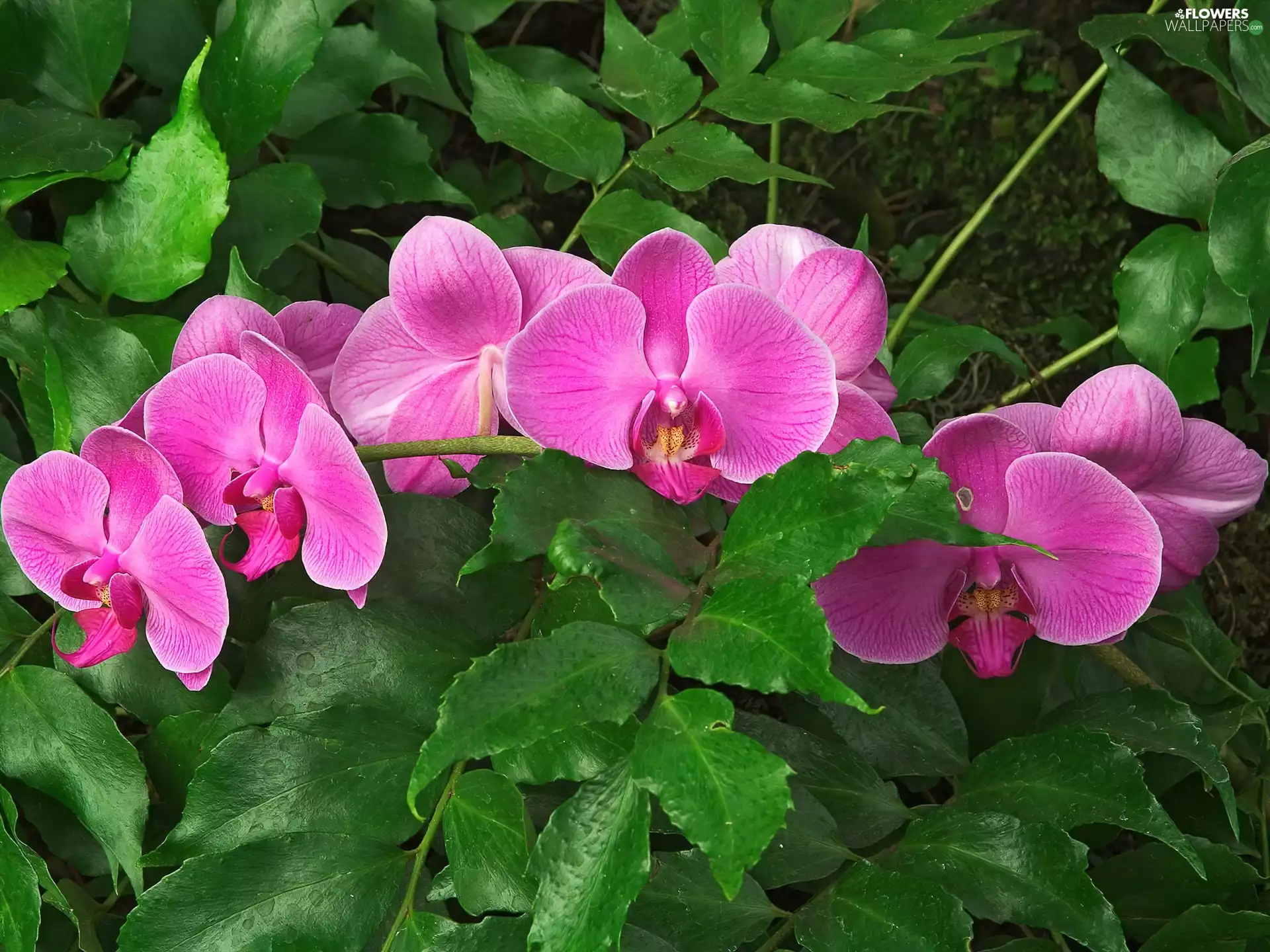 Pink, orchid