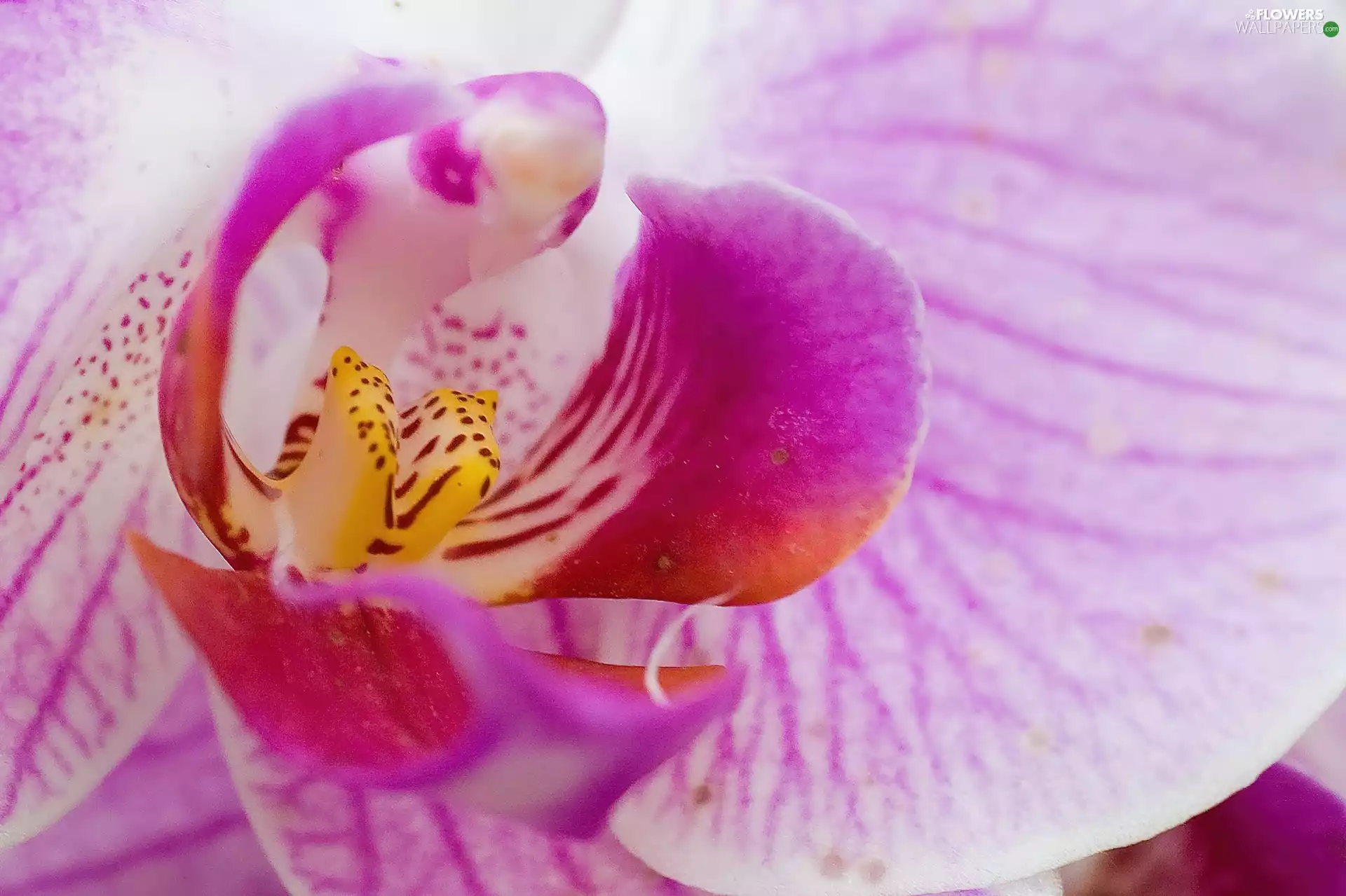 Pink, orchid